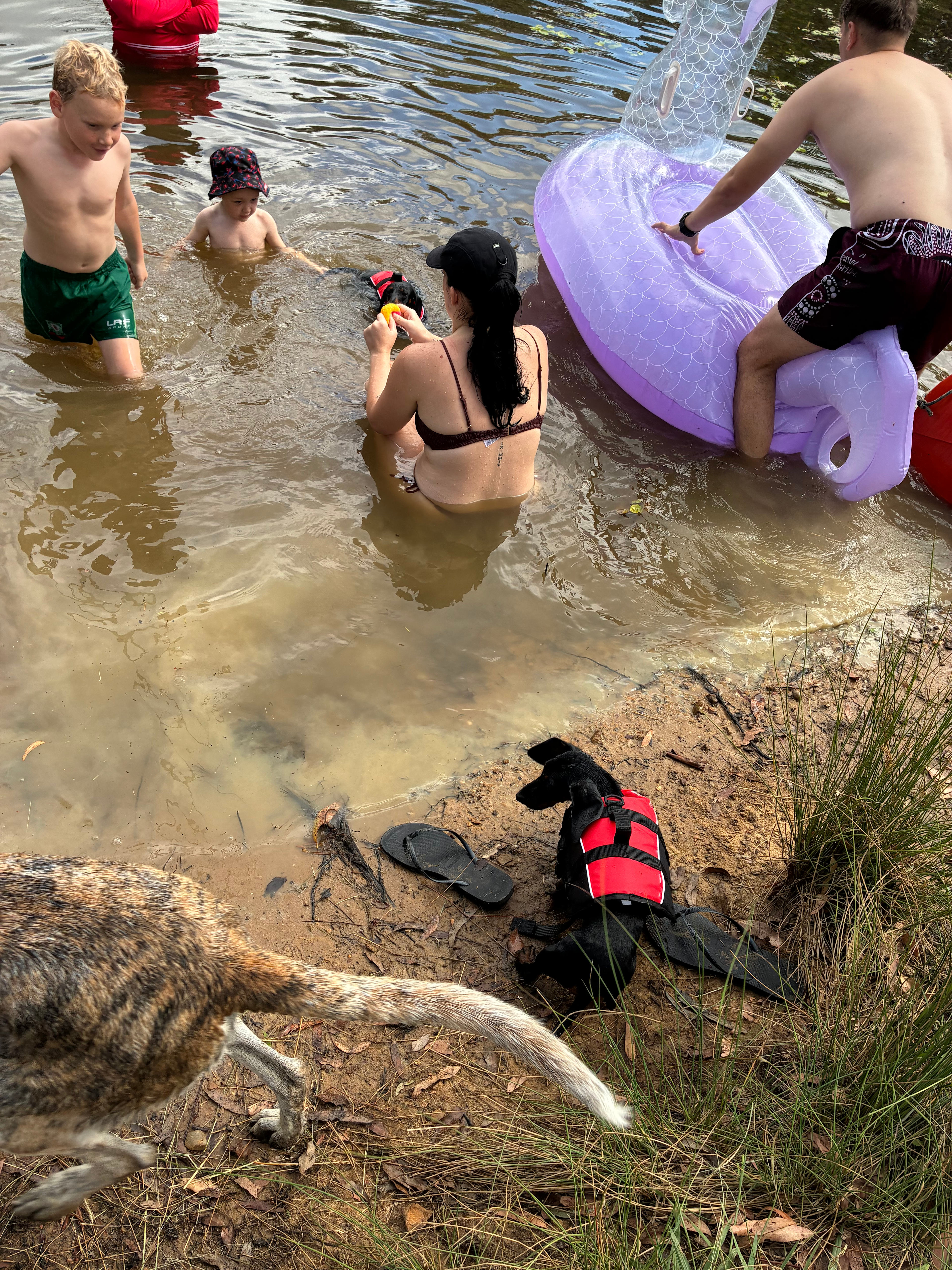Dogs loved the swim 