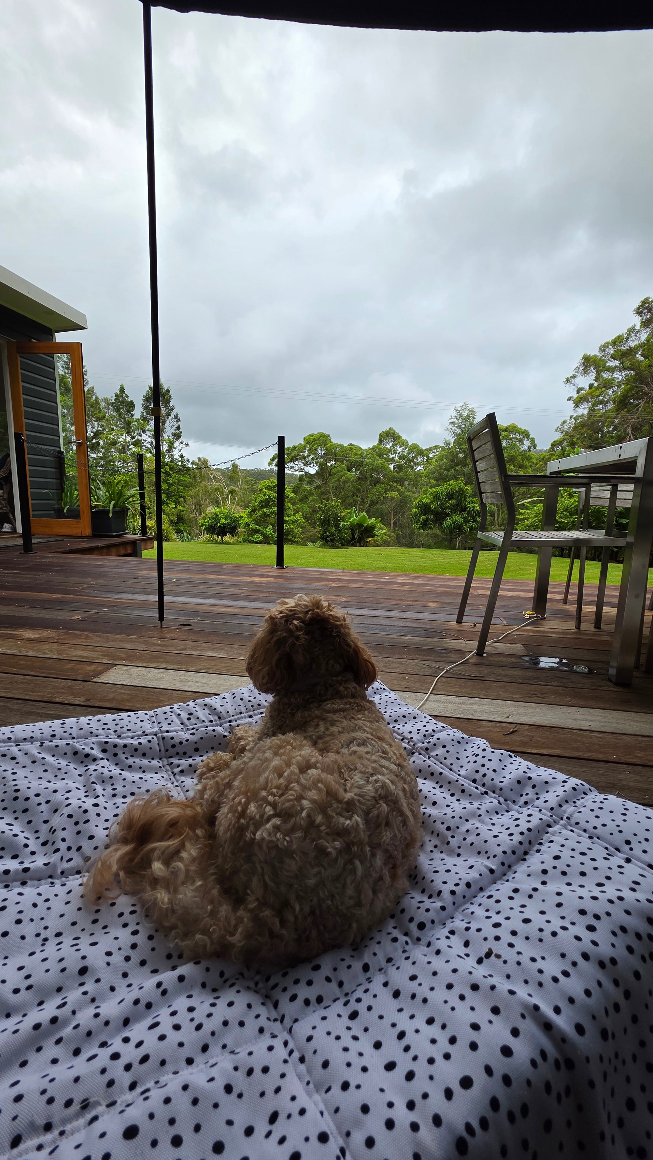 Peaceful furry friend approved views