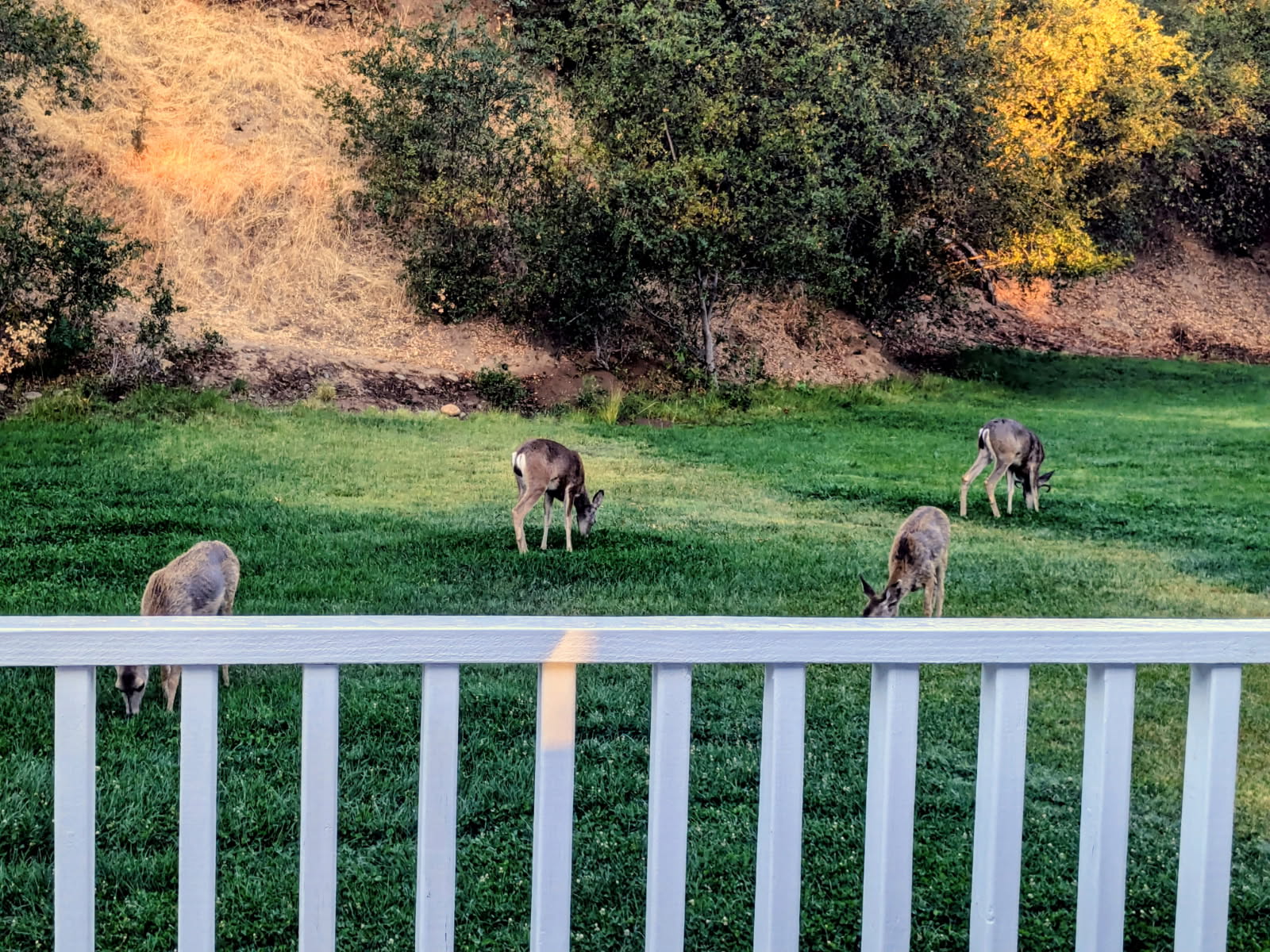 Occasionally we have deer present on the grass and as other areas close by dry up