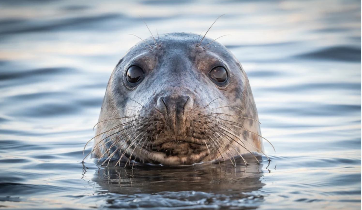 The local seal colony