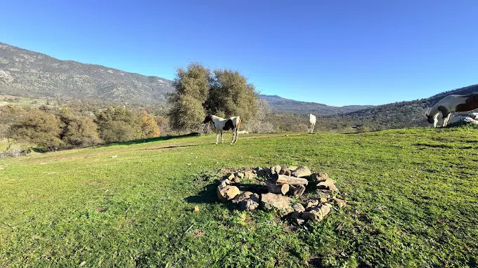 Camp ikigai Animal Sanctuary 501c3