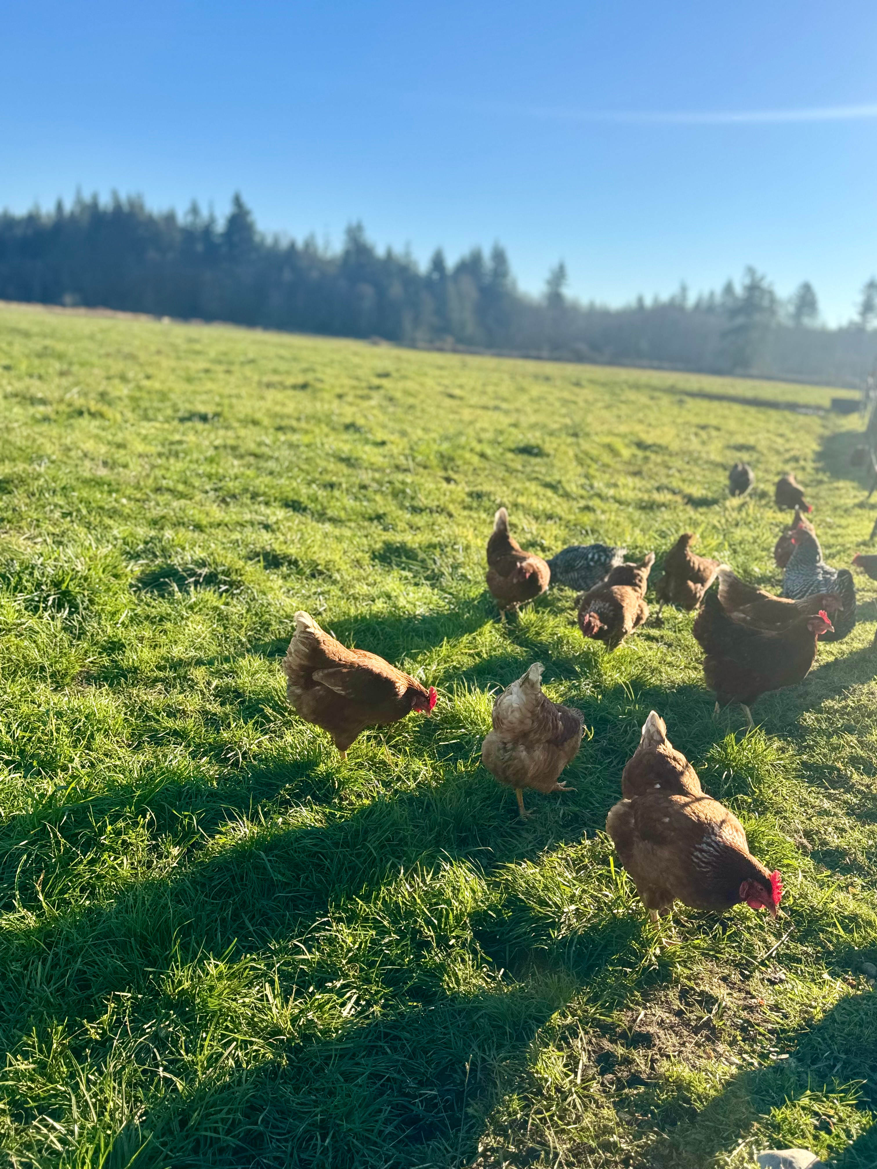 North Fork Land & Livestock RV Park