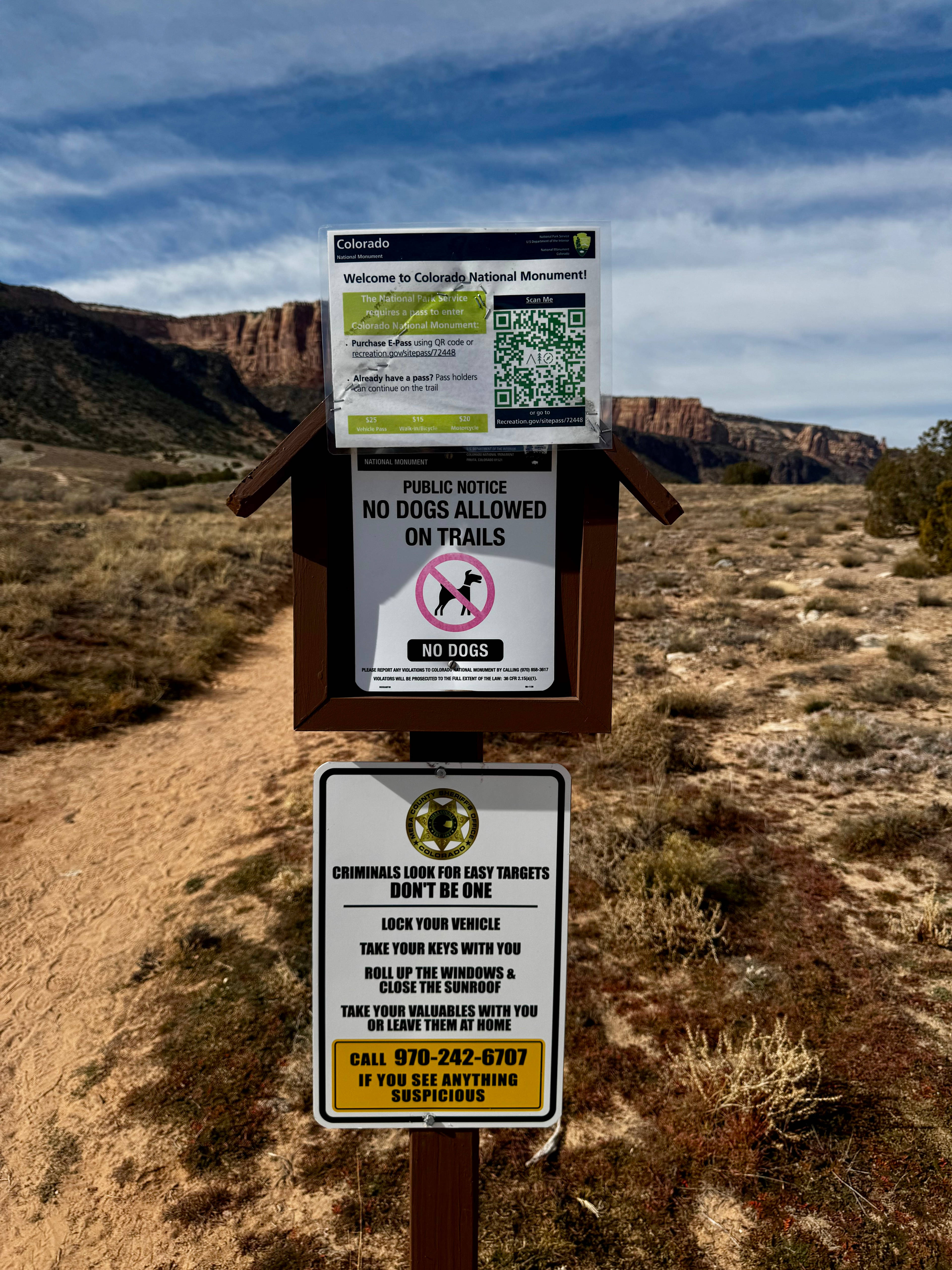 The Little Rabbitbrush