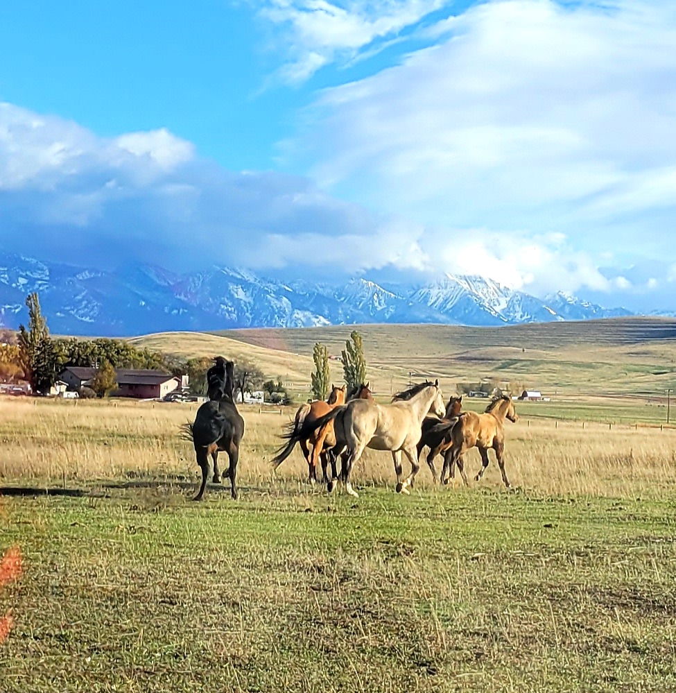 The Flying Moose QH Ranch