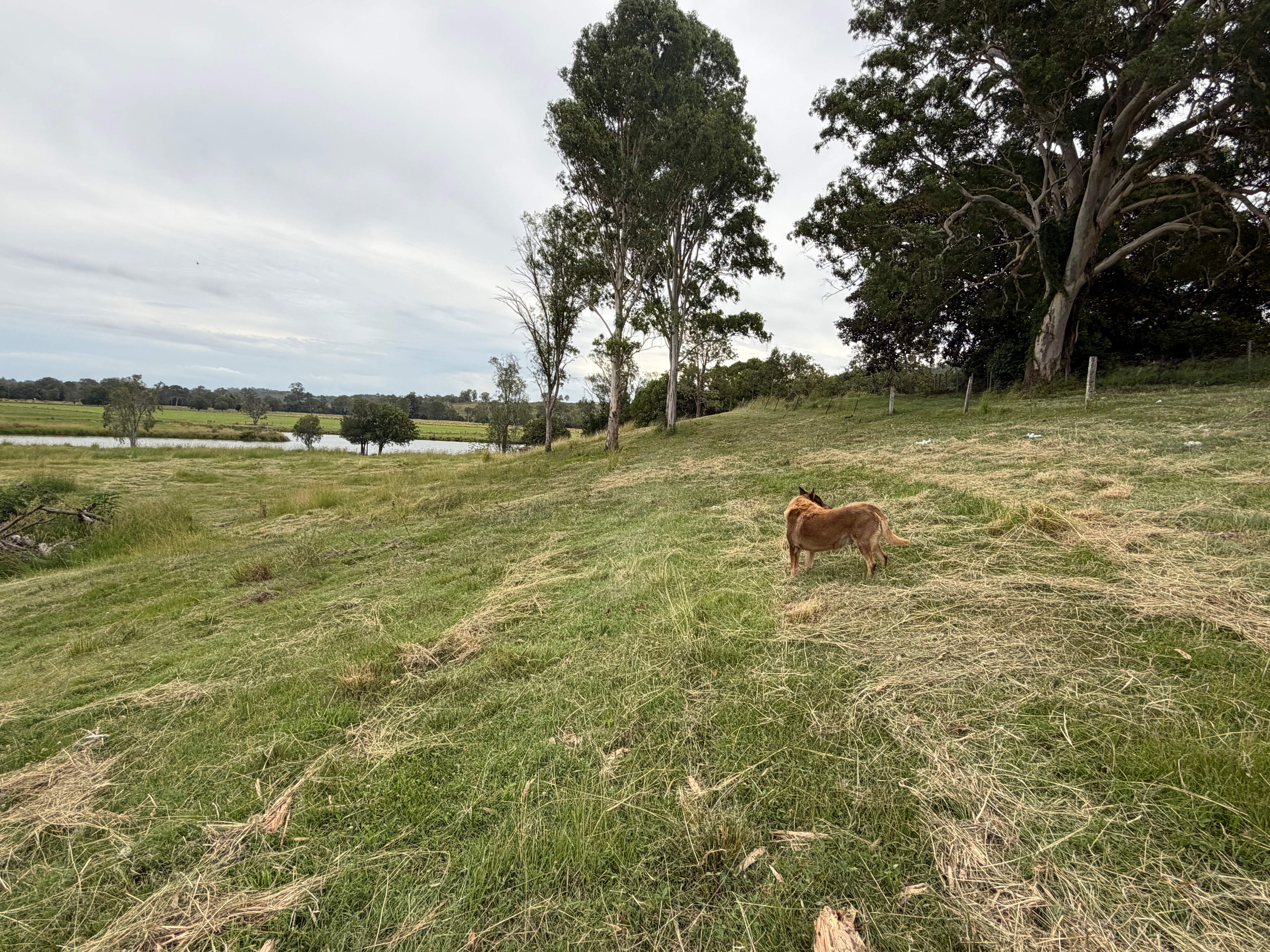 Greenwood lagoon bird watchers
