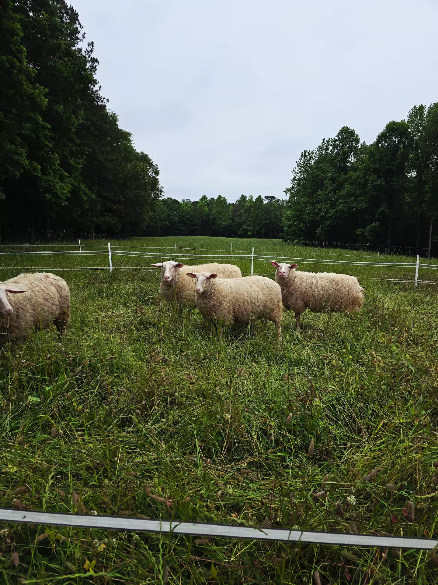 Ewe on the Farm - Apartment