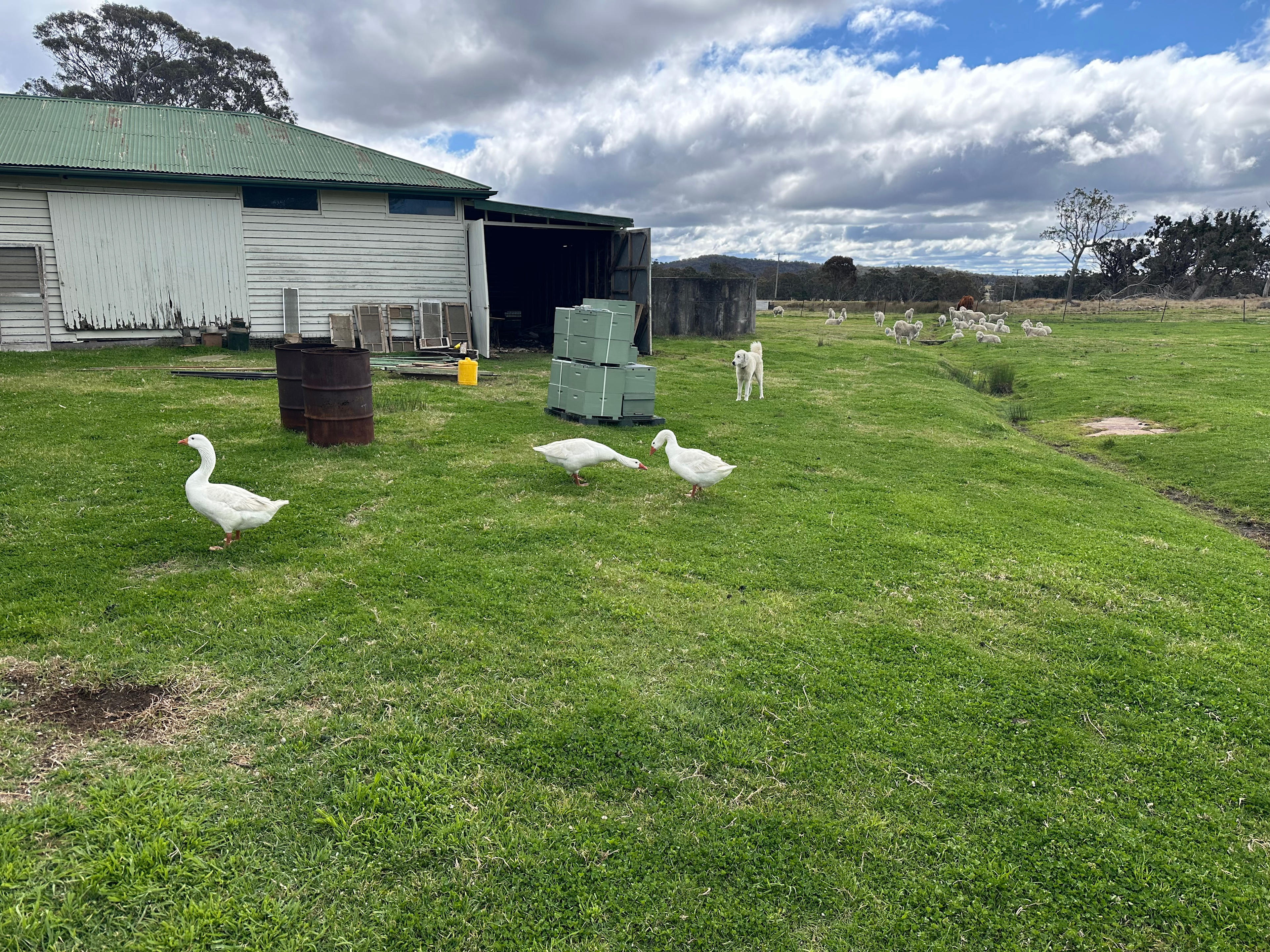 Pindari Farm - Mount Tully