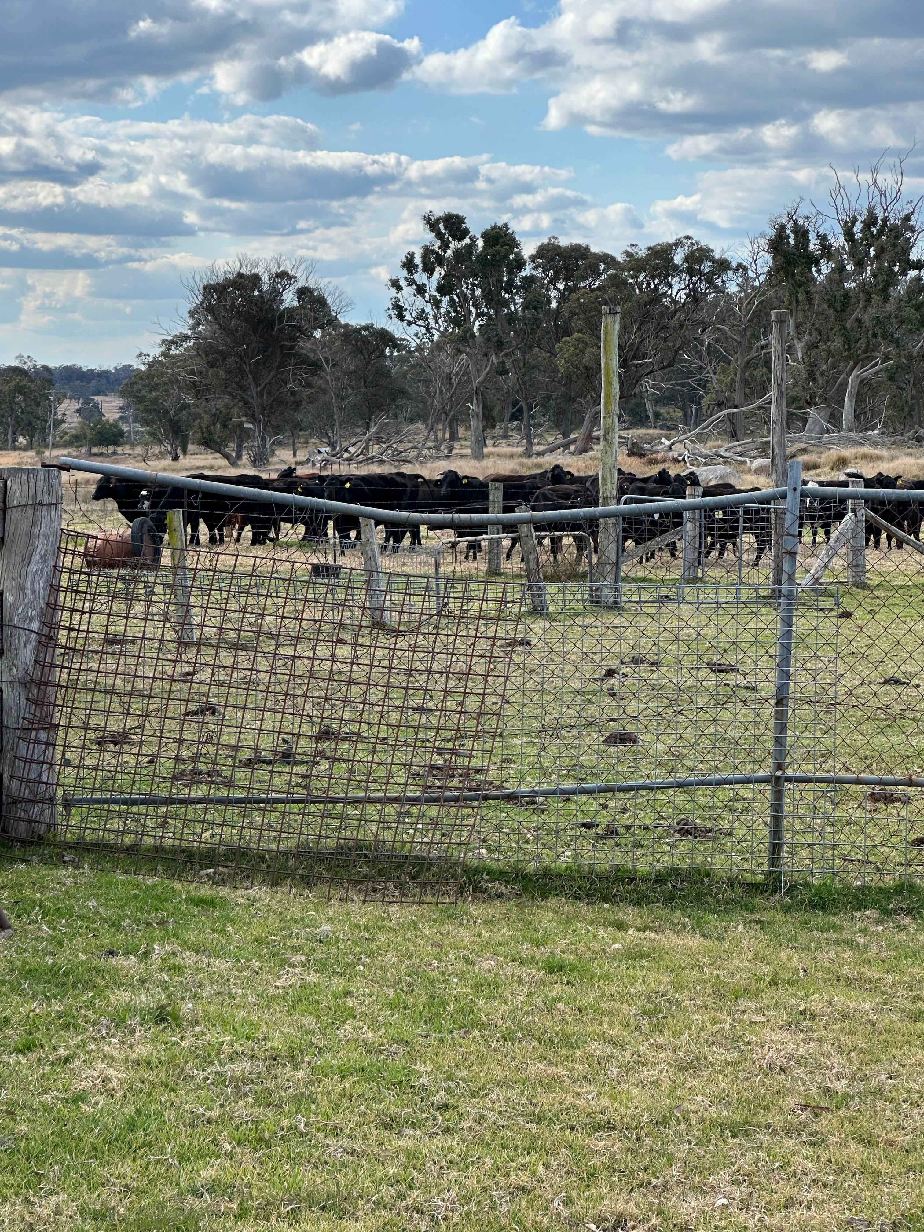 Pindari Farm - Mount Tully