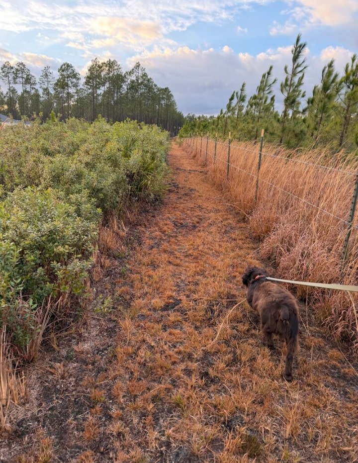 Camp Z Folkston Georgia