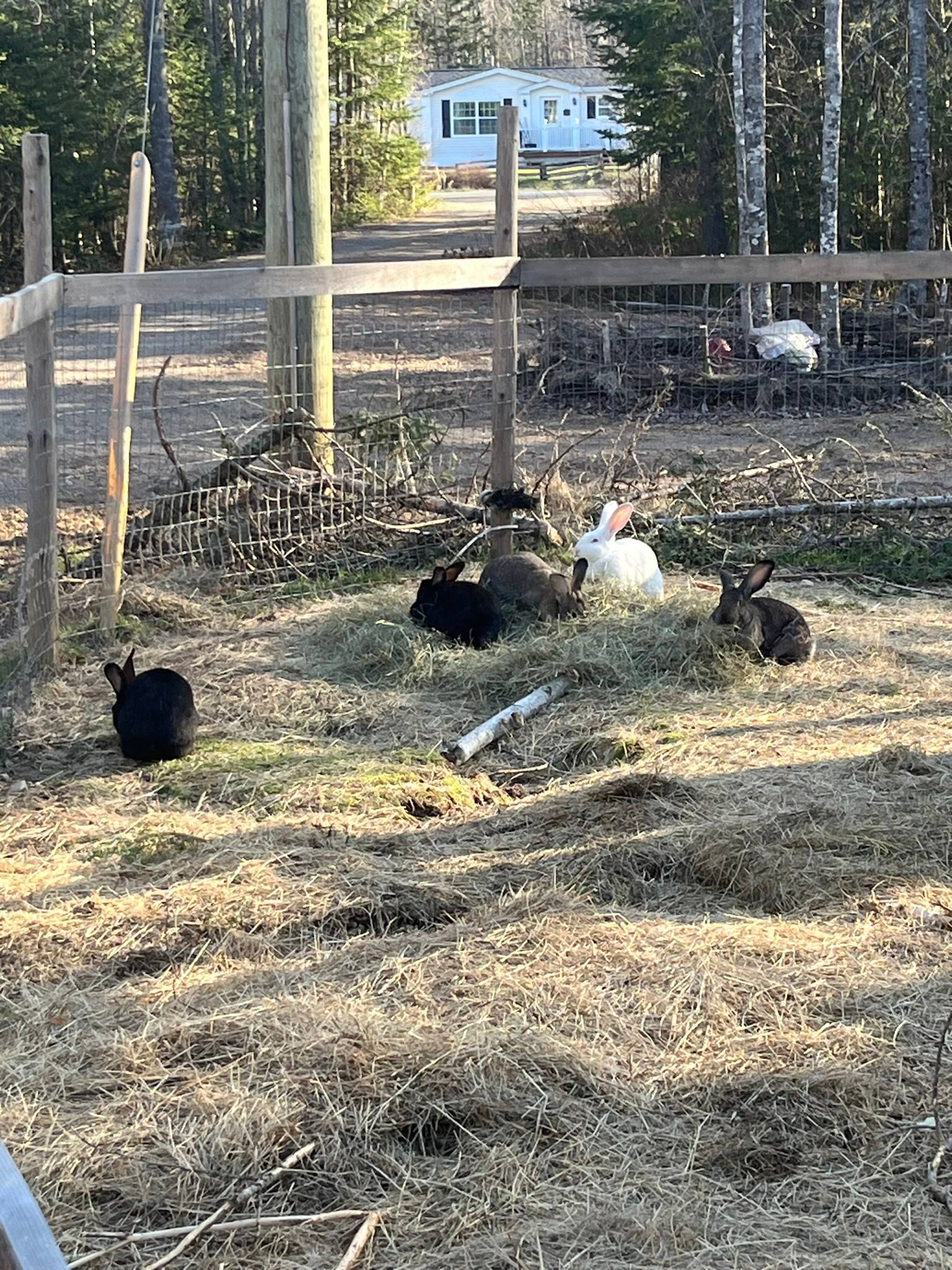 Whimsical Whittaker Hobby Farm