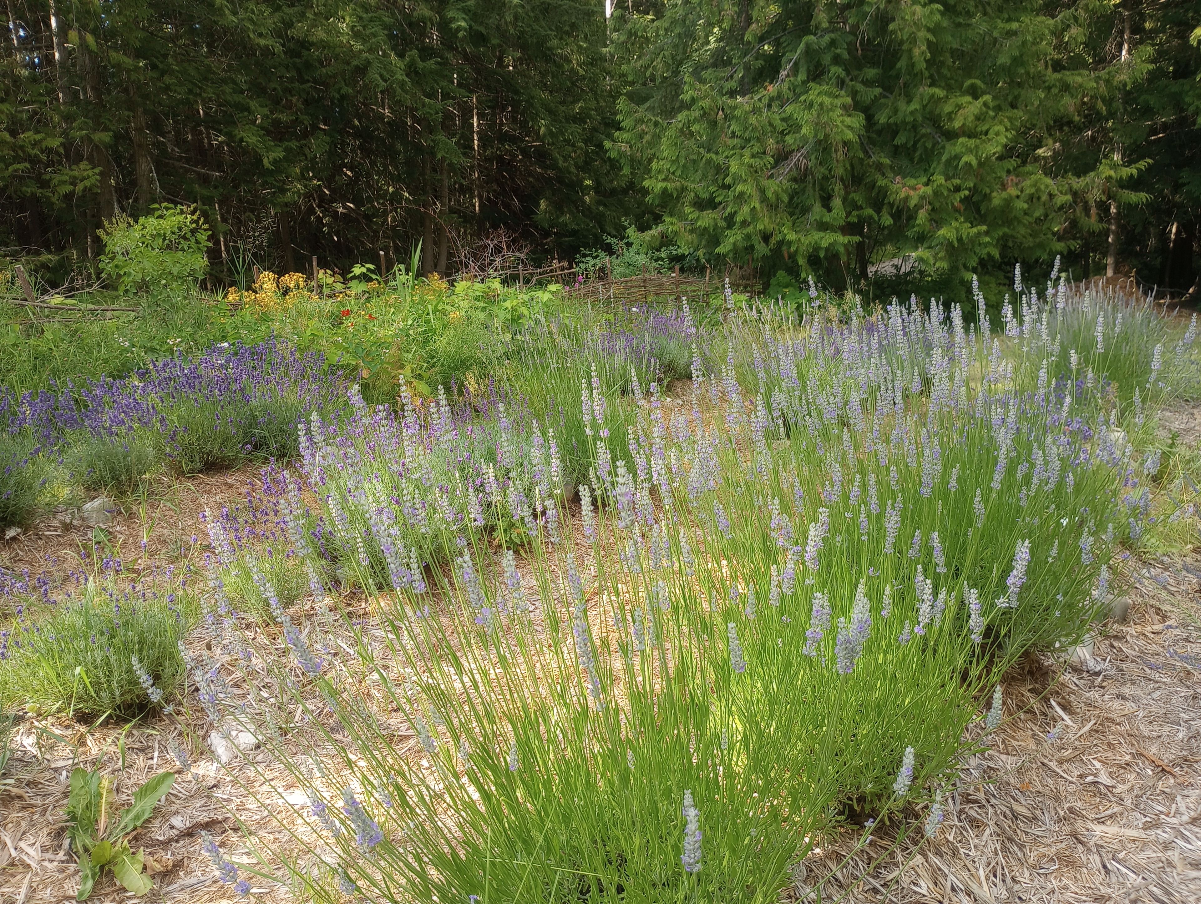 Peak Season Camping in Lavender Field