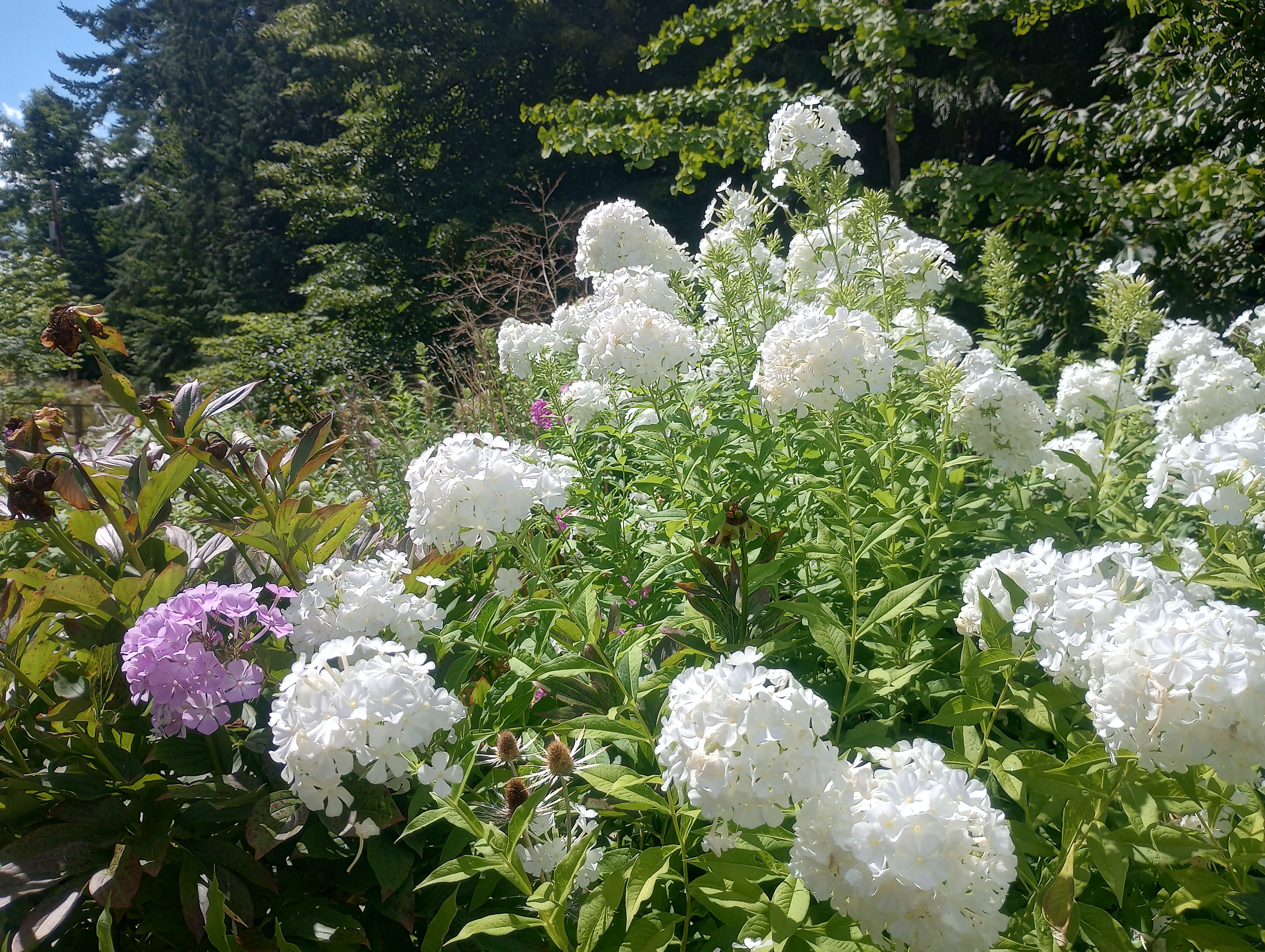 Scented Phlox Attracts Pollinators