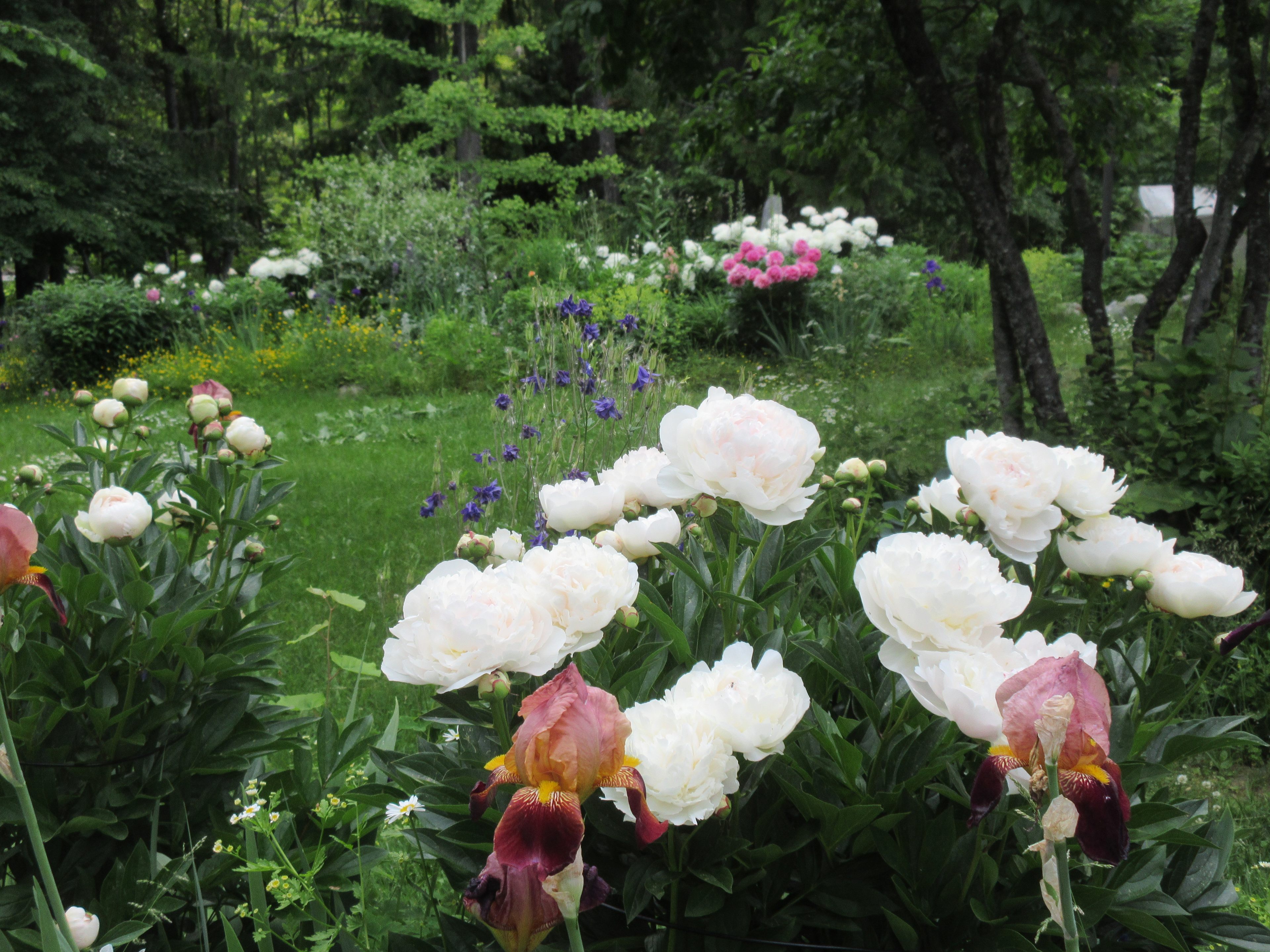 Flower Viewing by Appointment