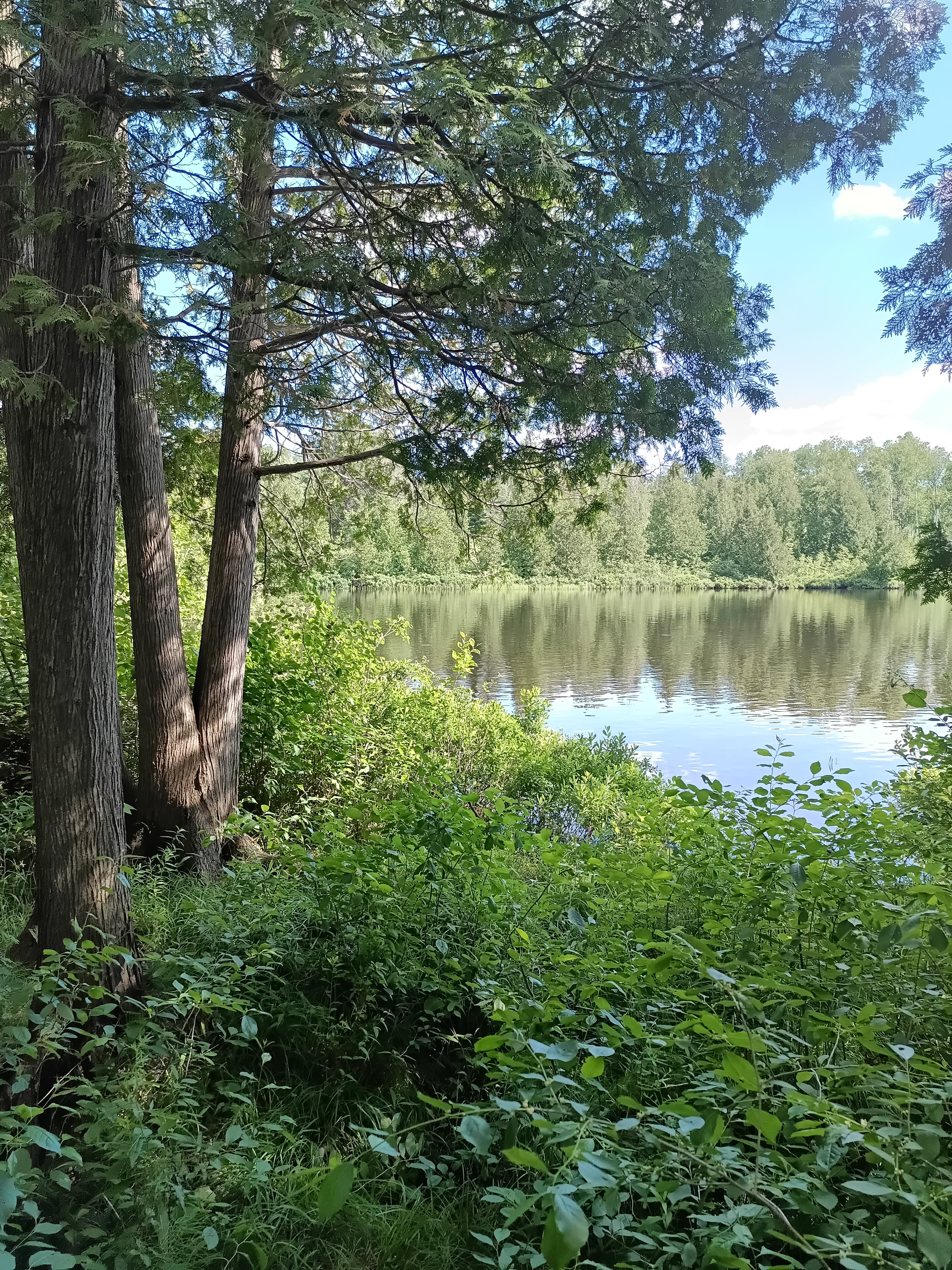 The Park