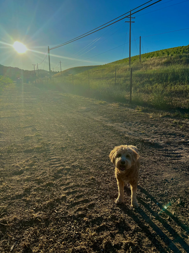 Paul's Paso Vineyard