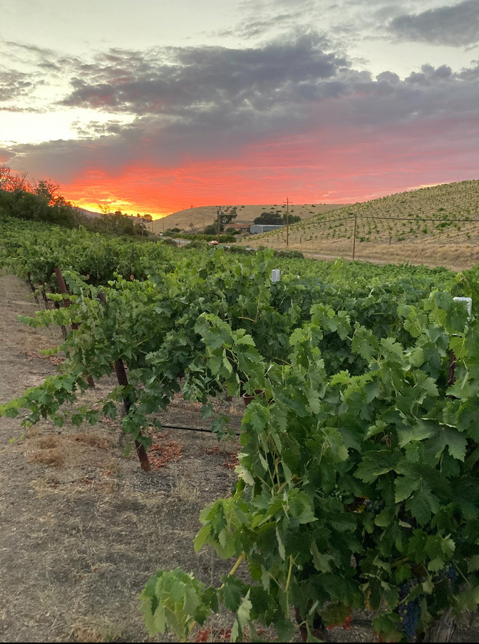 Paul's Paso Vineyard