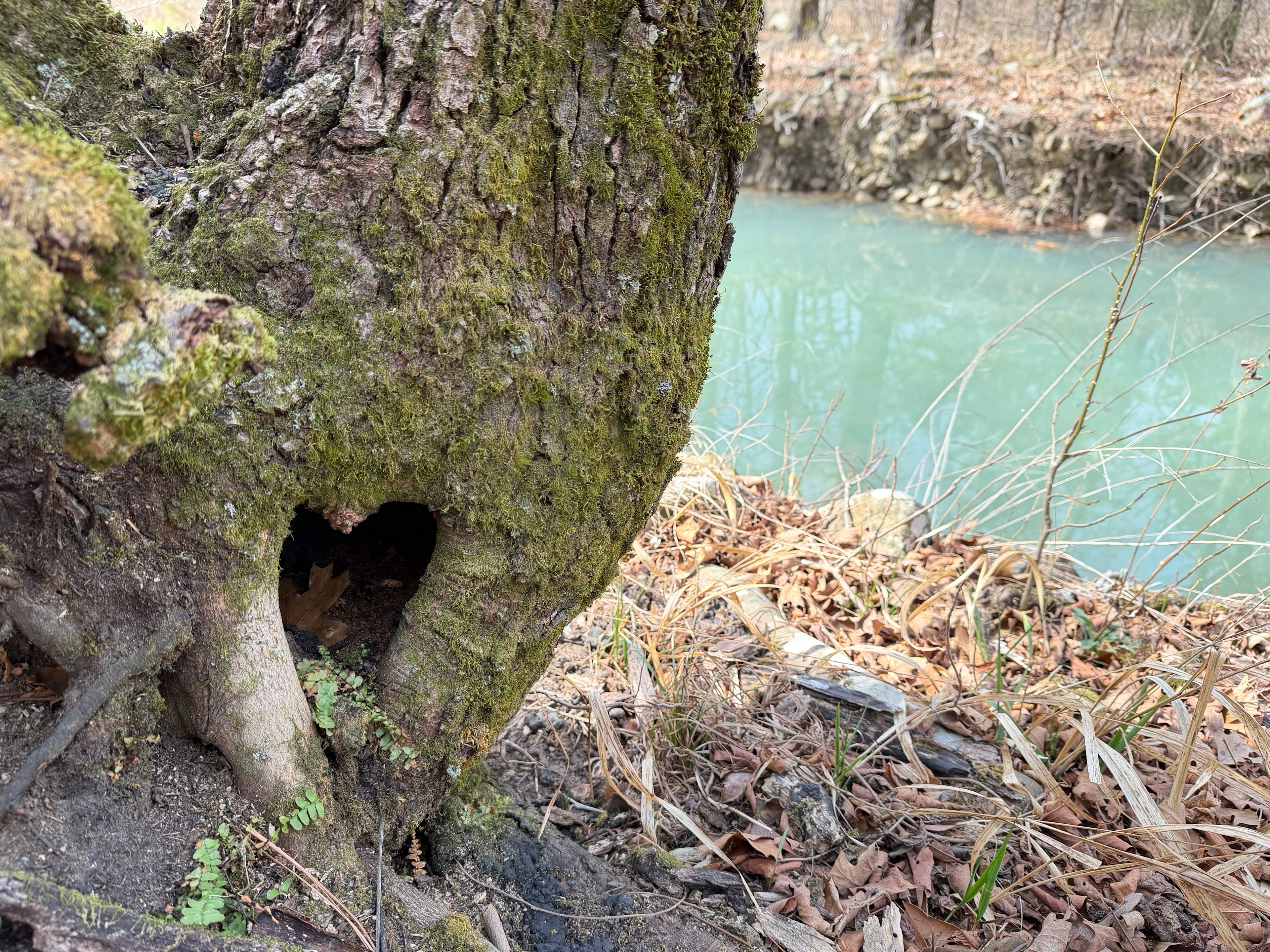 Ferngully Campground And Retreat