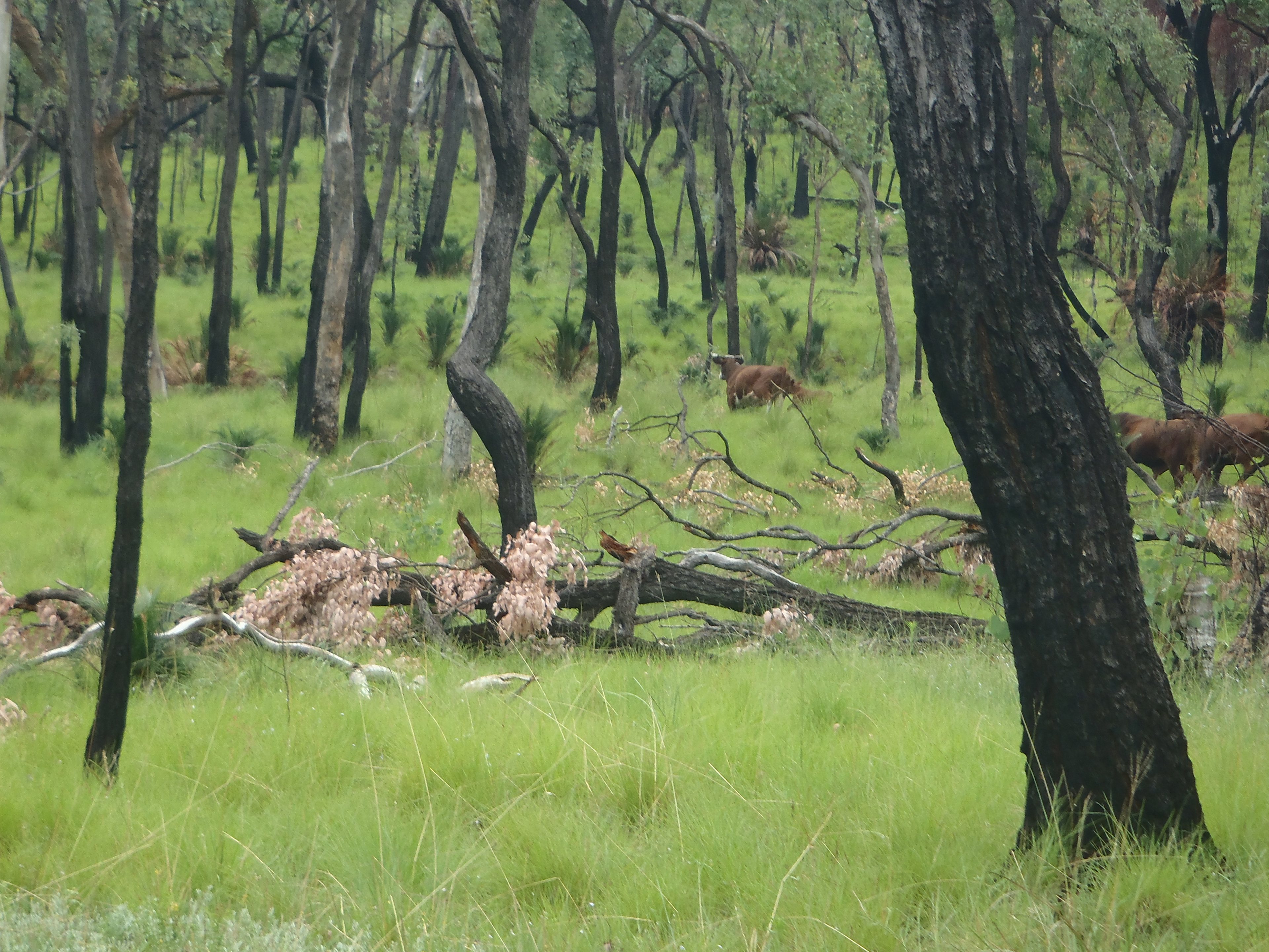 Maranoa River Powered Campground
