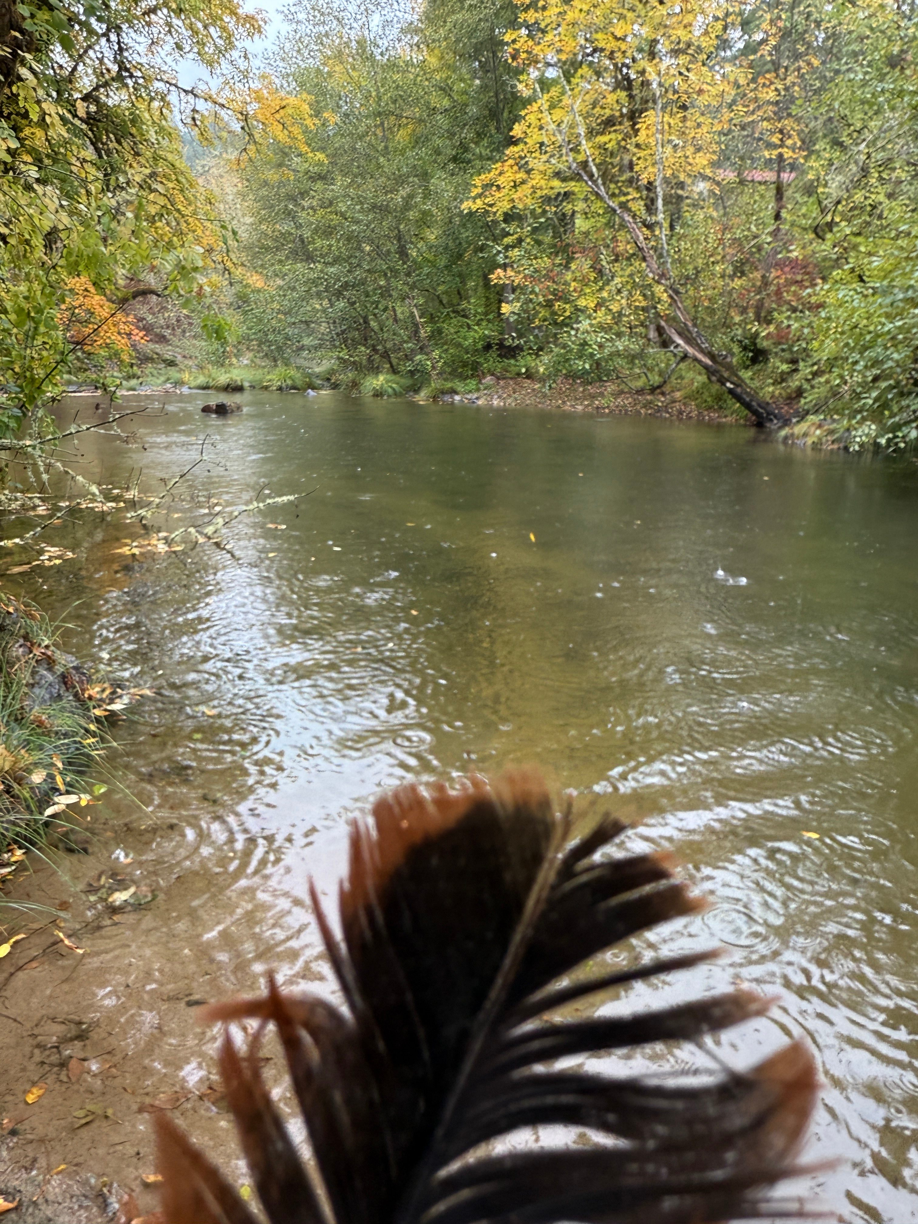 Rewilding Together Sanctuary