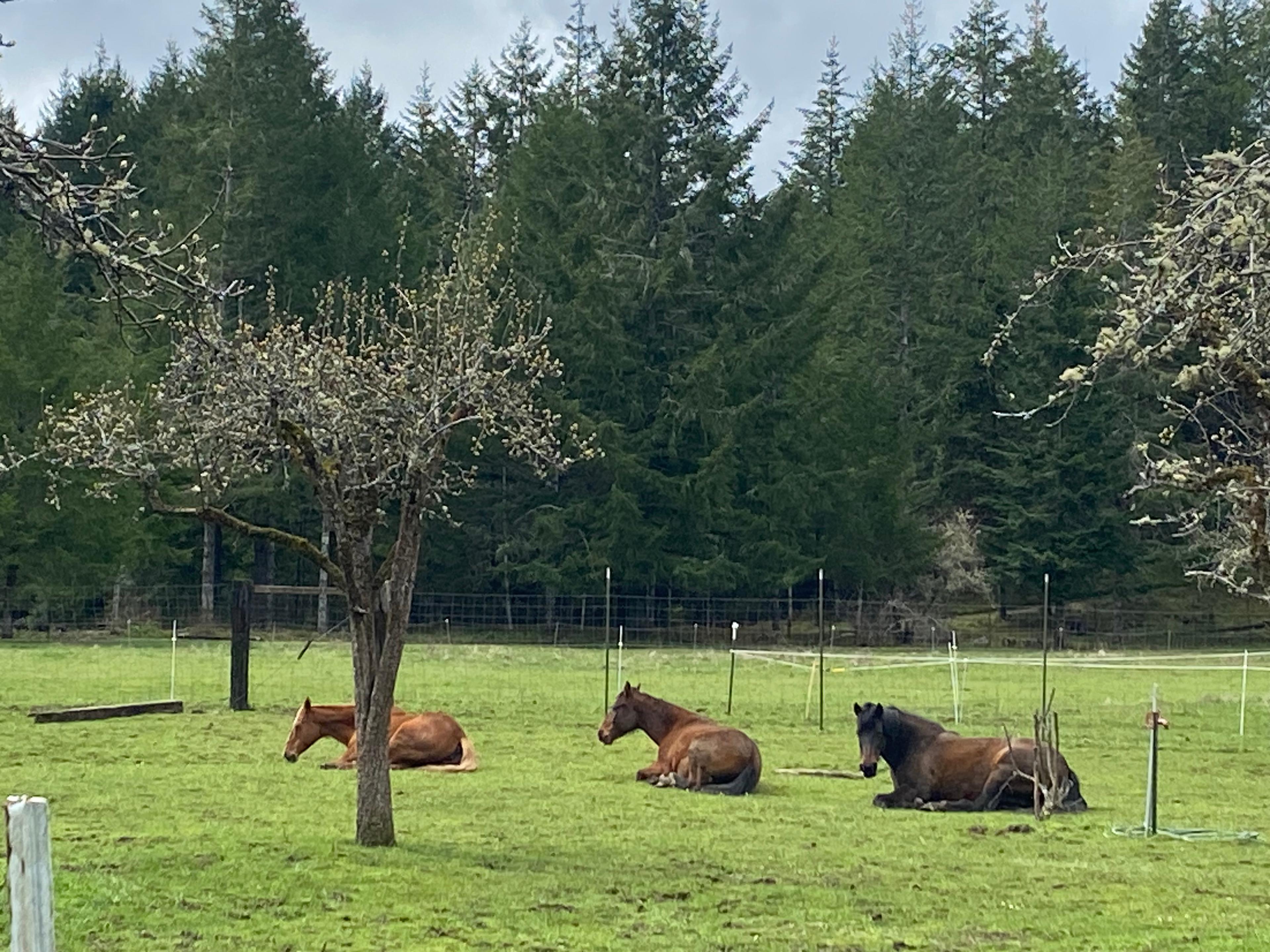 Rewilding Together Sanctuary