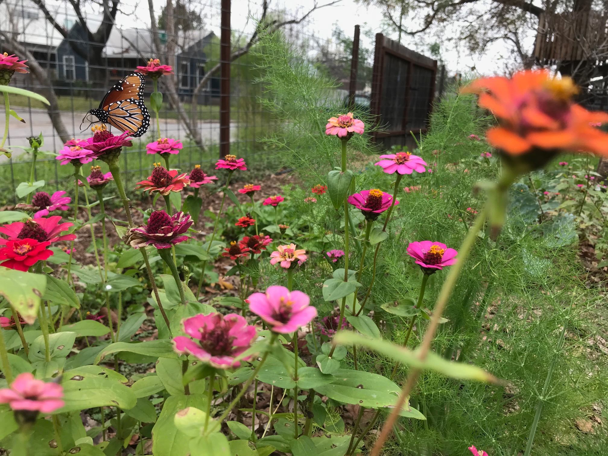 East Austin Orchard Oasis