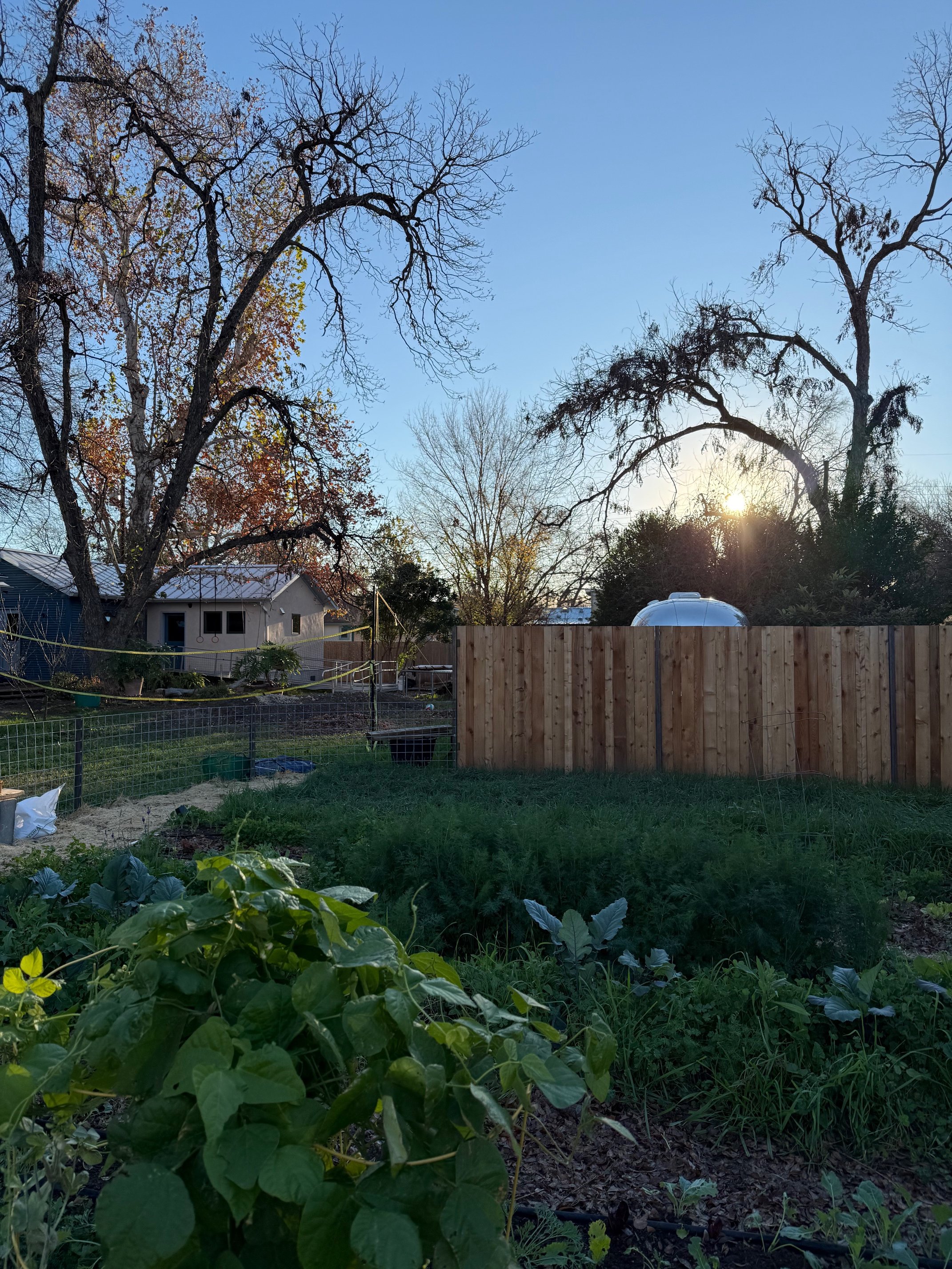 East Austin Orchard Oasis