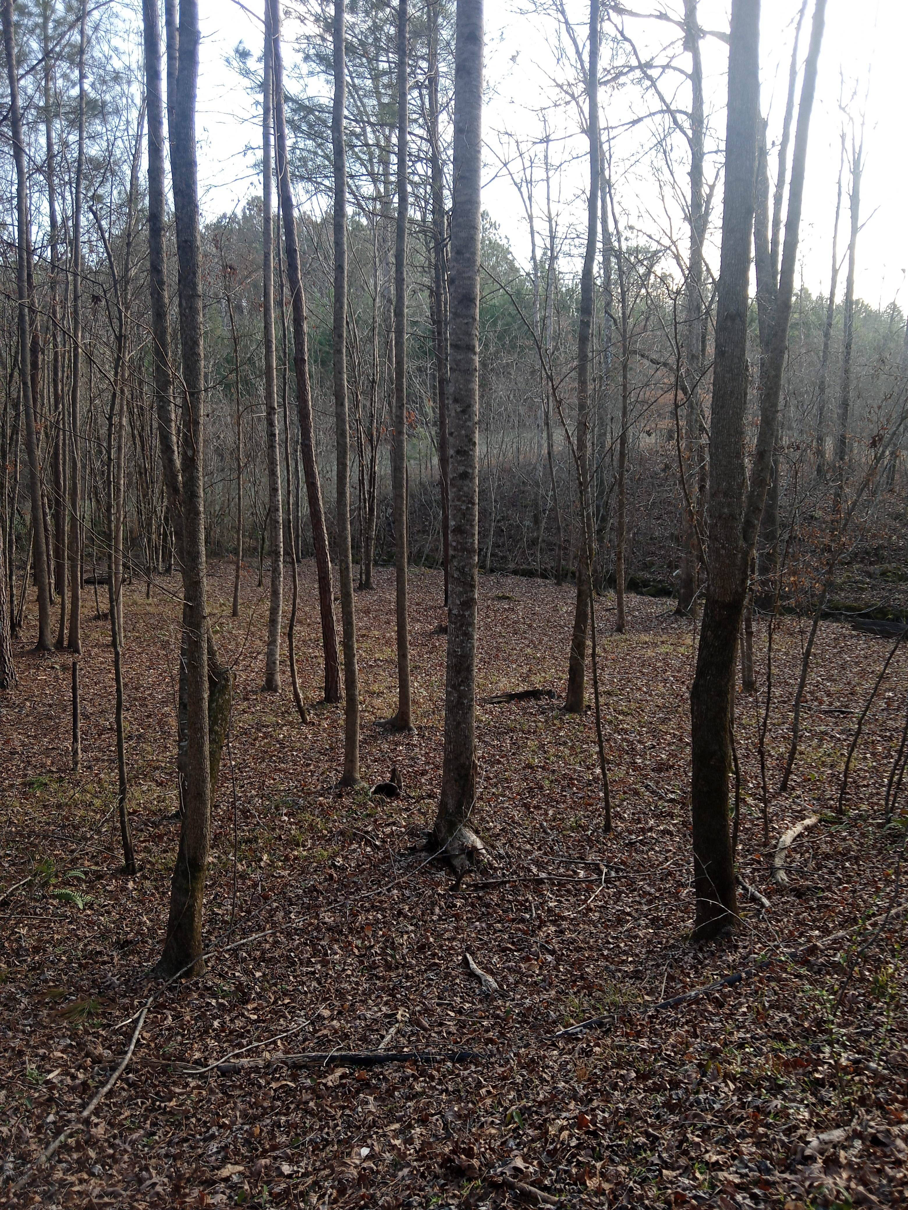 Out Beyond the Creek