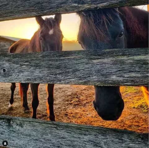 Our horses, Dixie and Lucky. They love our guests! 