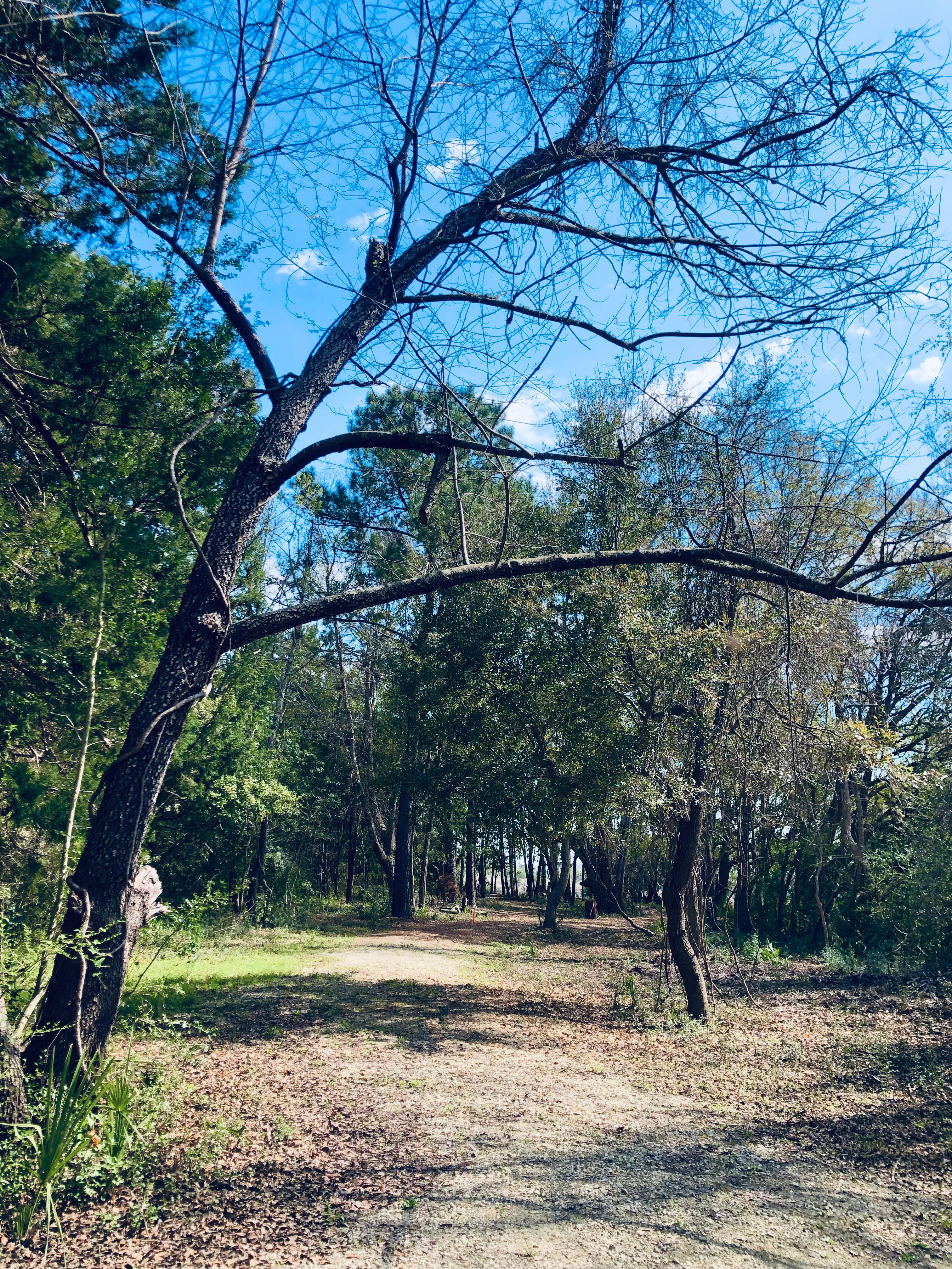 Edisto Maritime Forest Camp