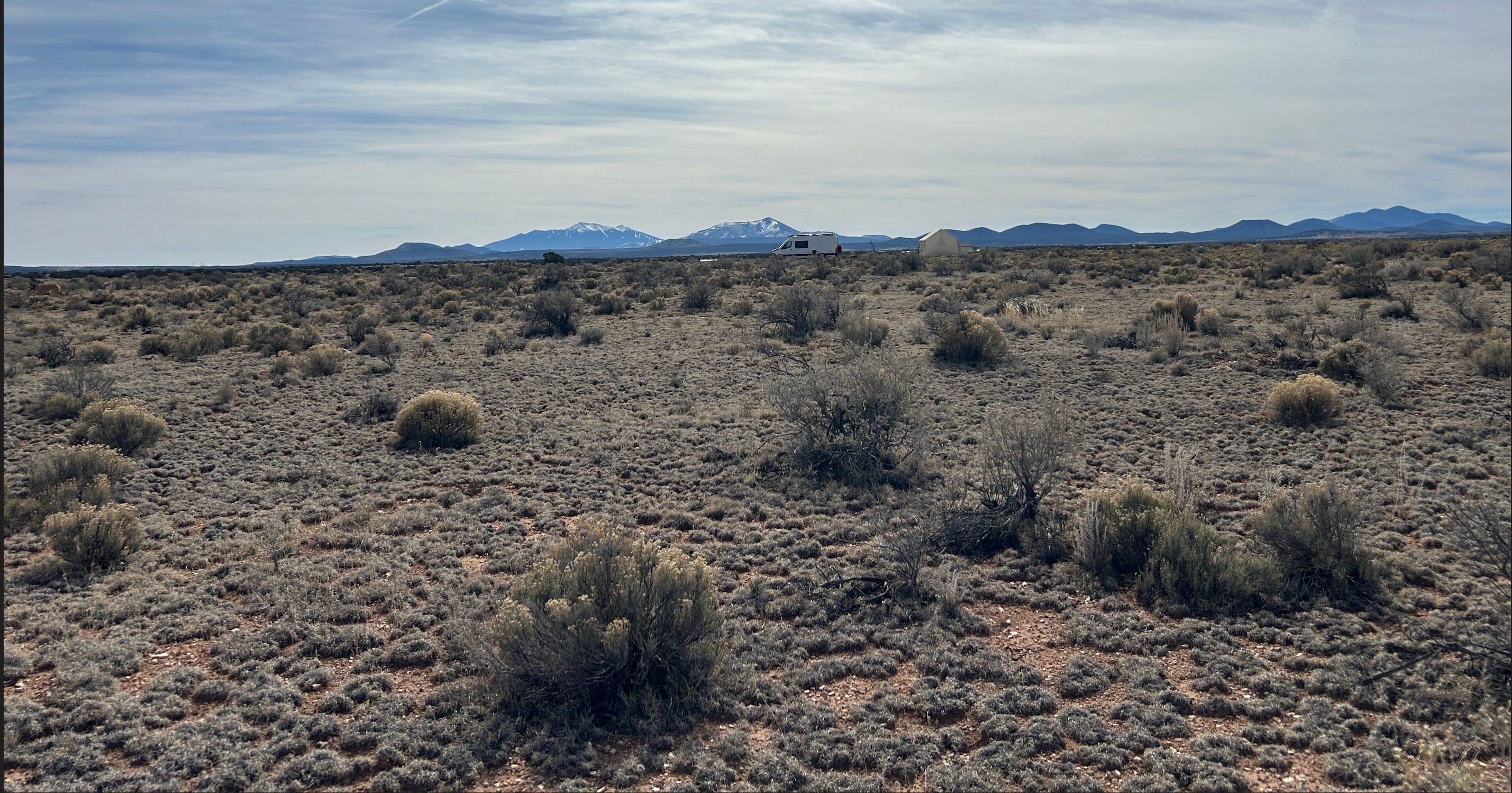 Cactus Kingdom
