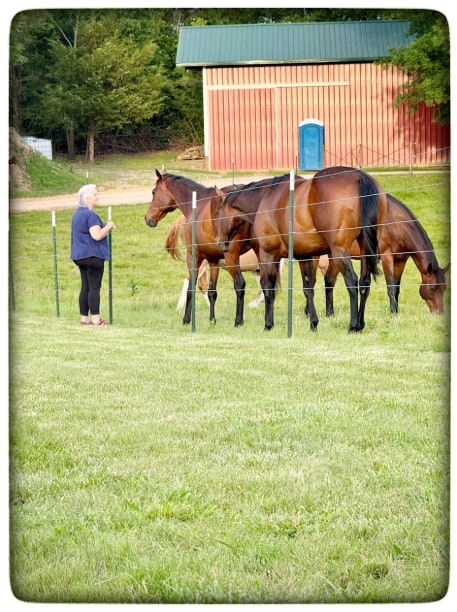Selby Farm Camping