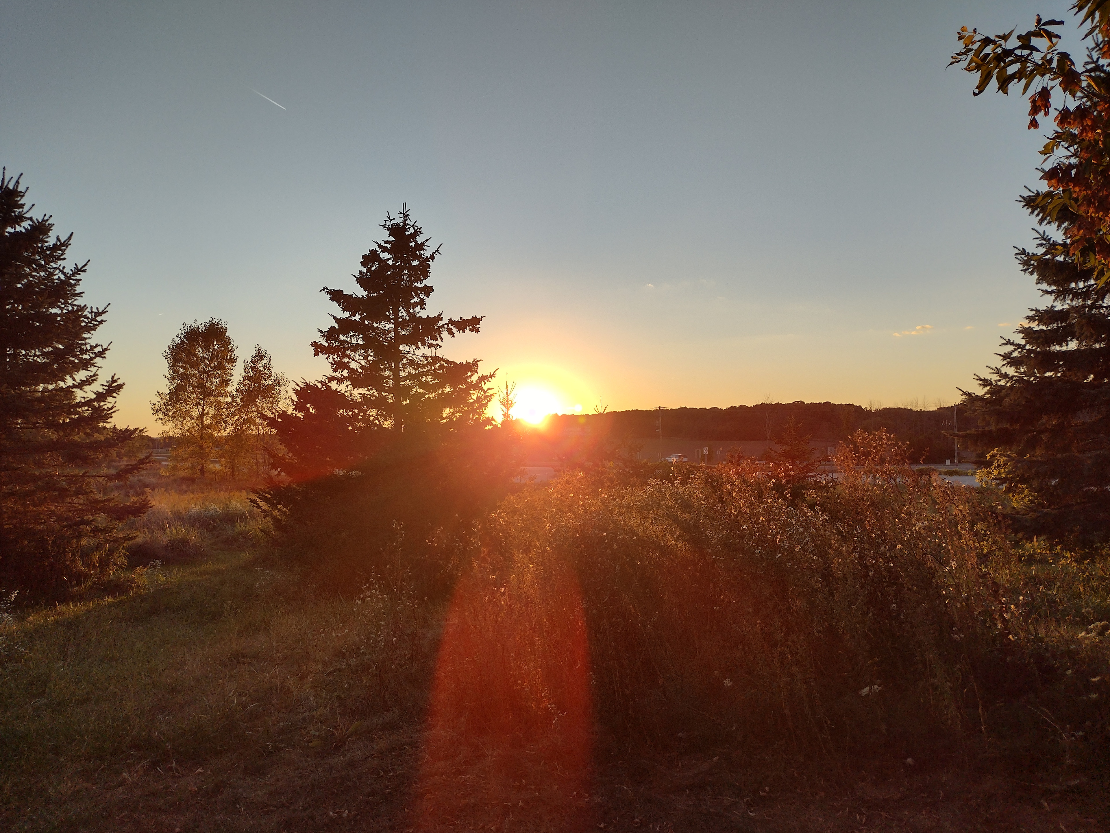 Microfarm Meadow Maze
