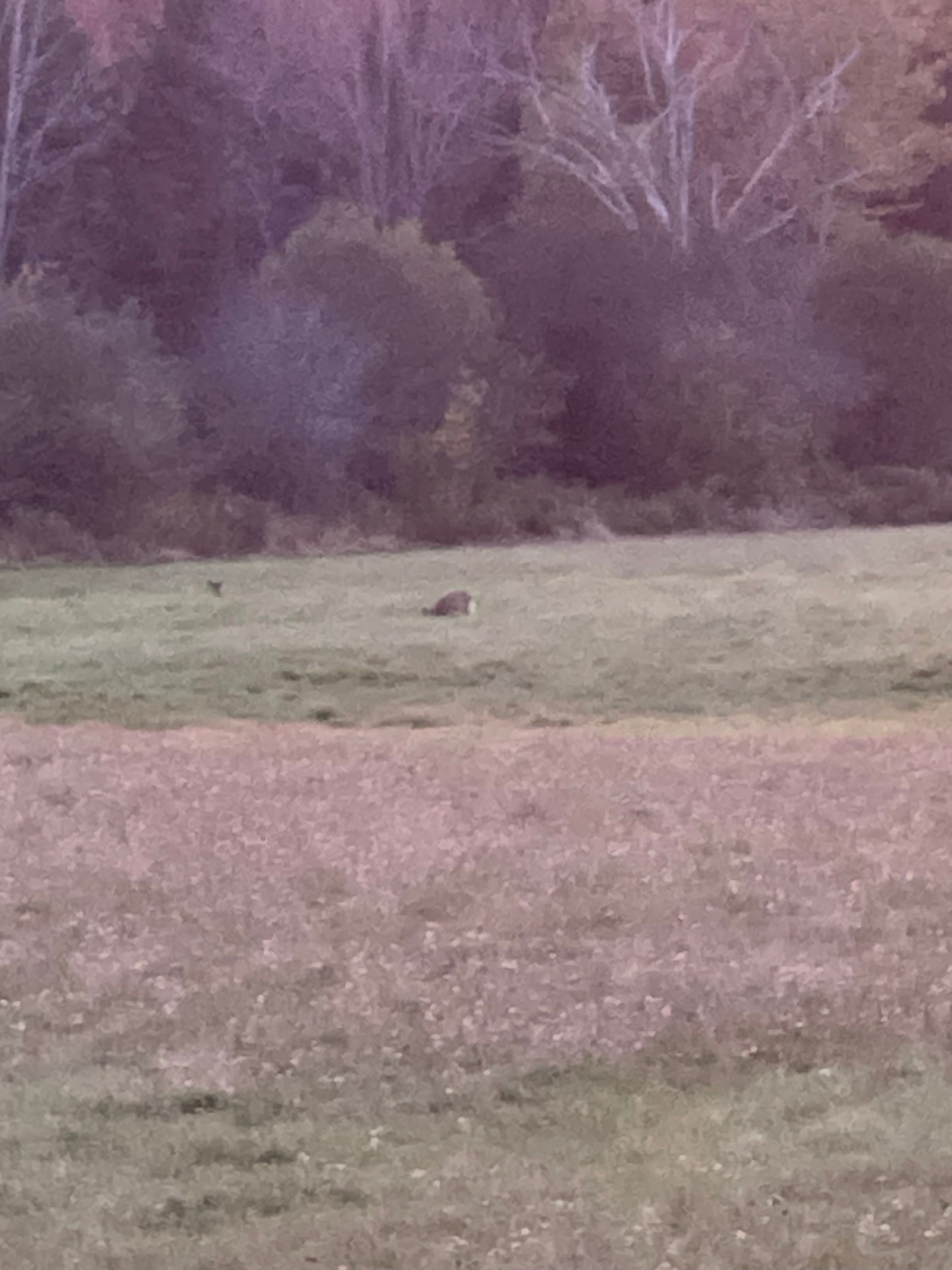 Private RV Camping by Penobscot Bay