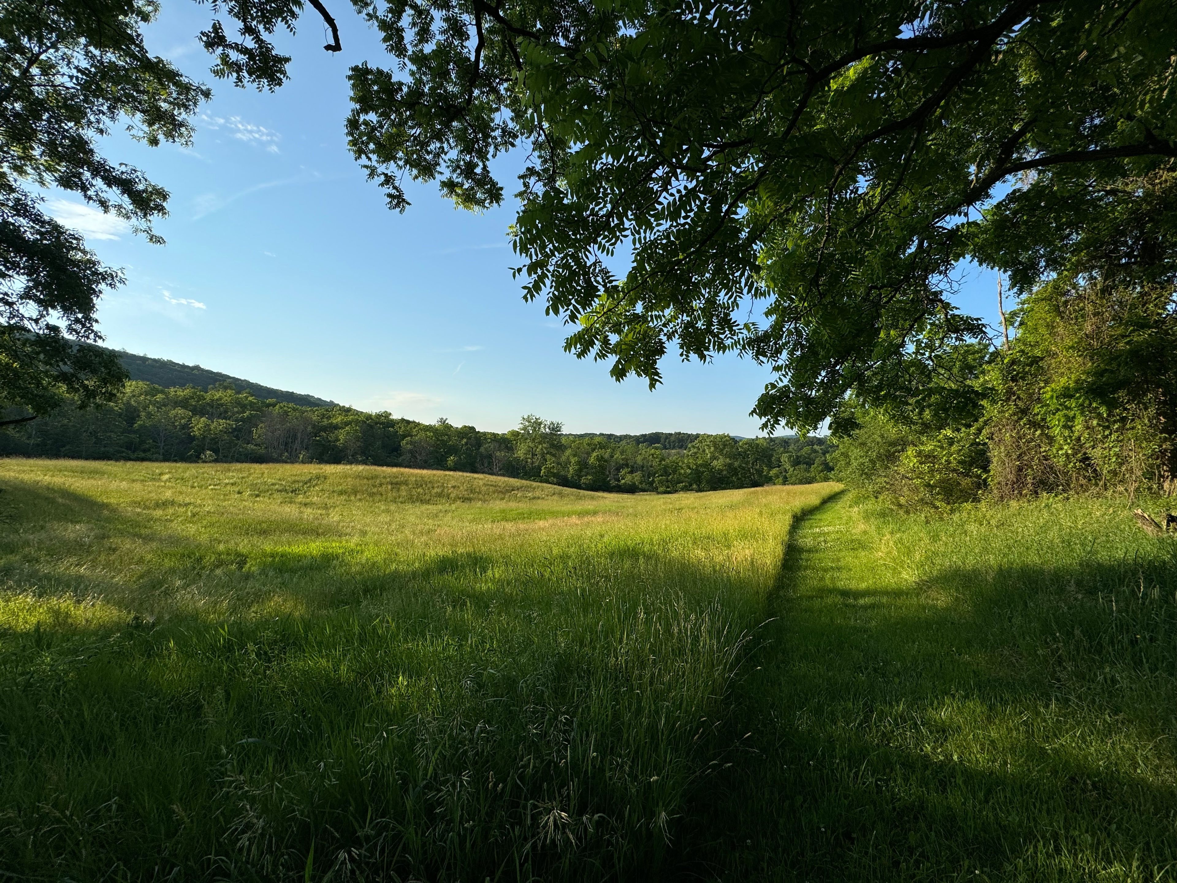 Field view across from site