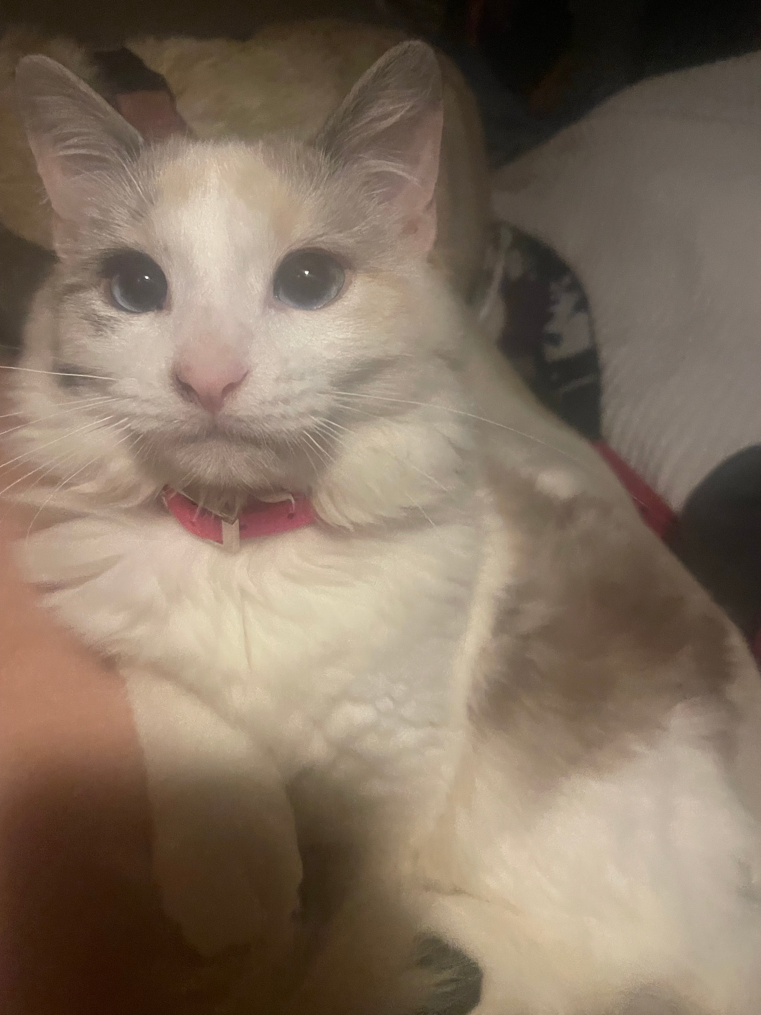 Two Roots Ridge  Private Ozark Camp