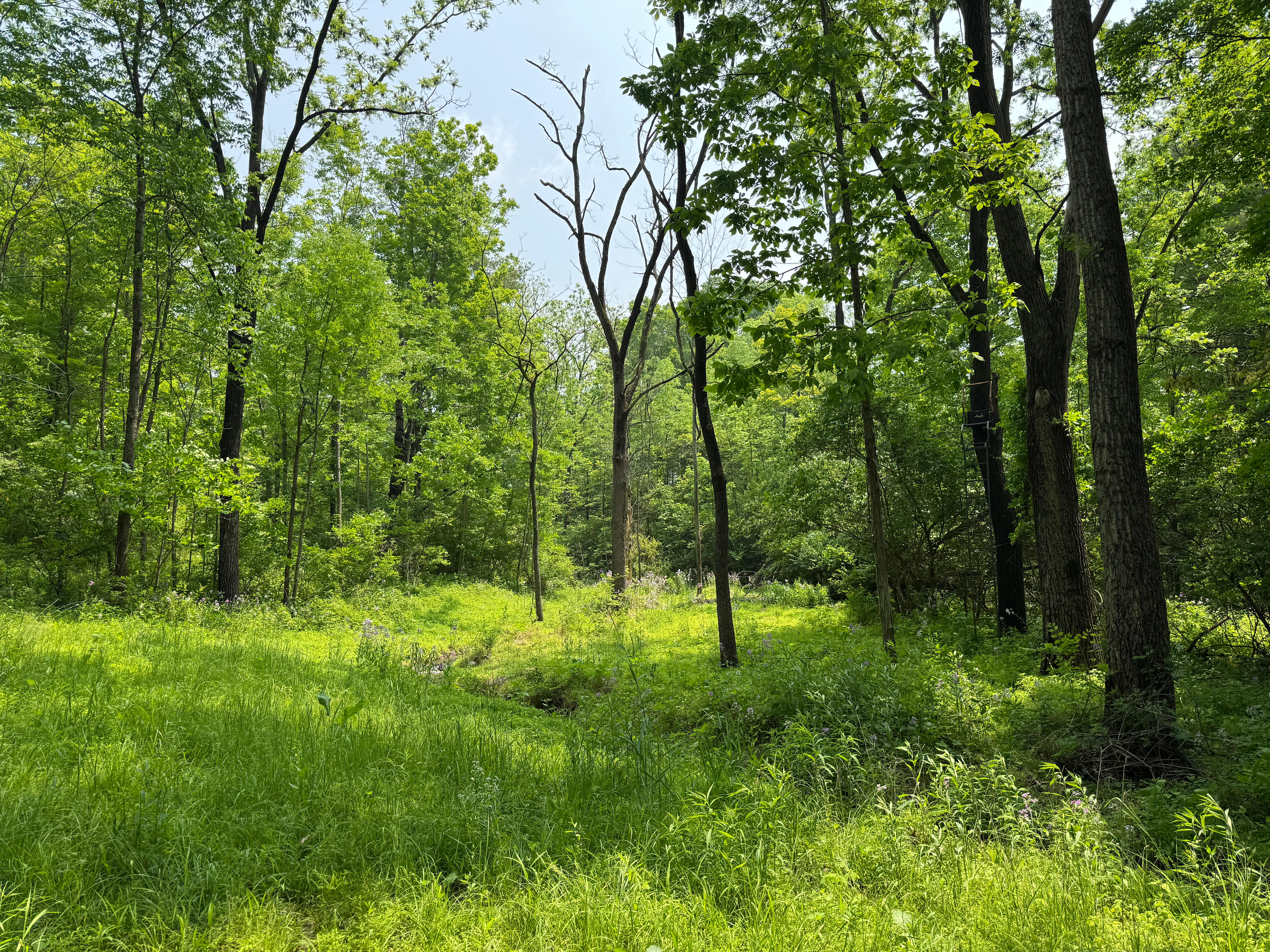 Spring Pons Site View 