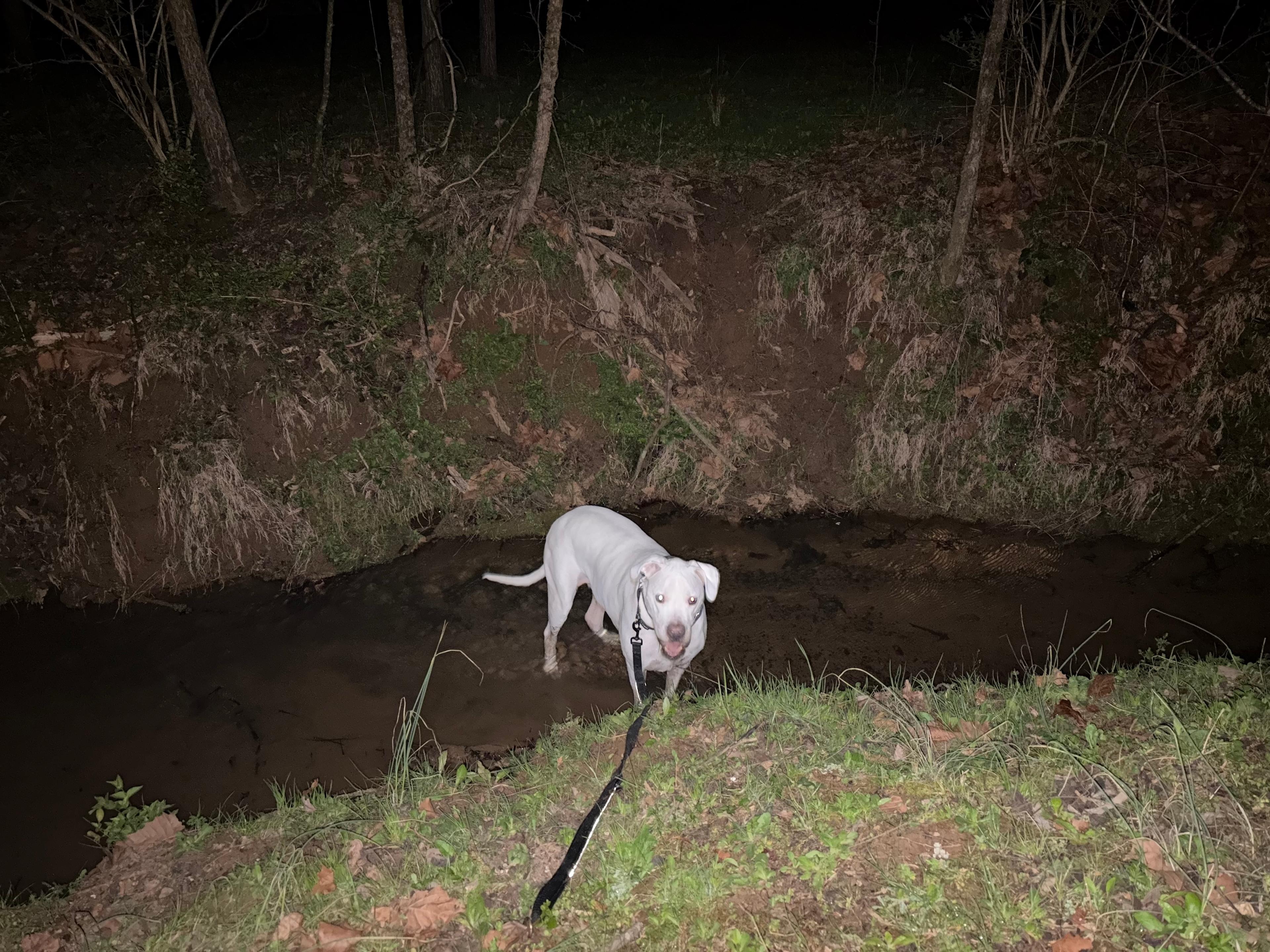 Meadowview Springs