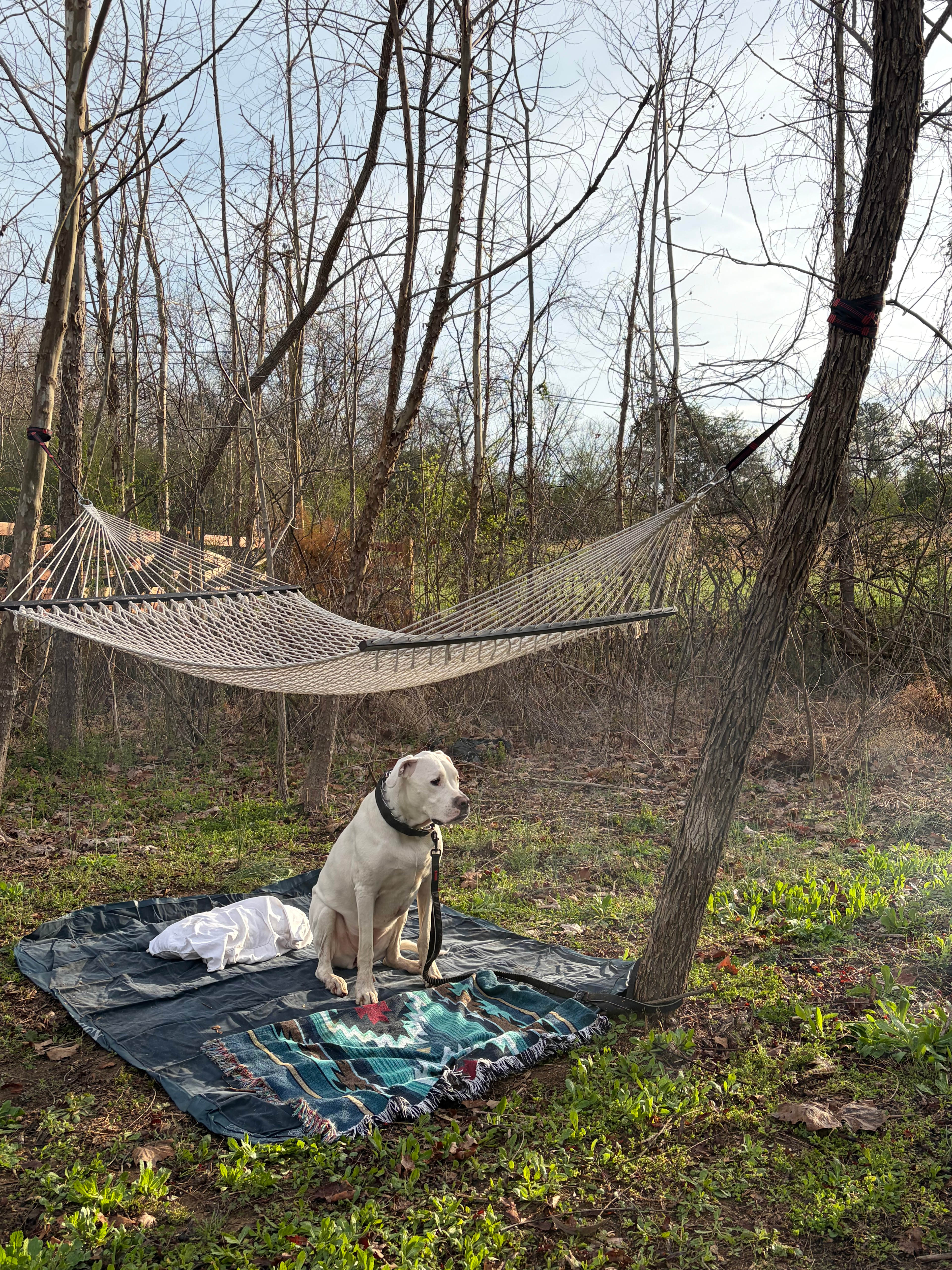 Meadowview Springs