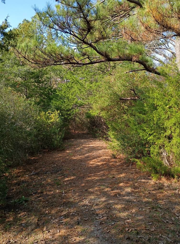 🌲🎣 THE OASIS – Fishing & Camping