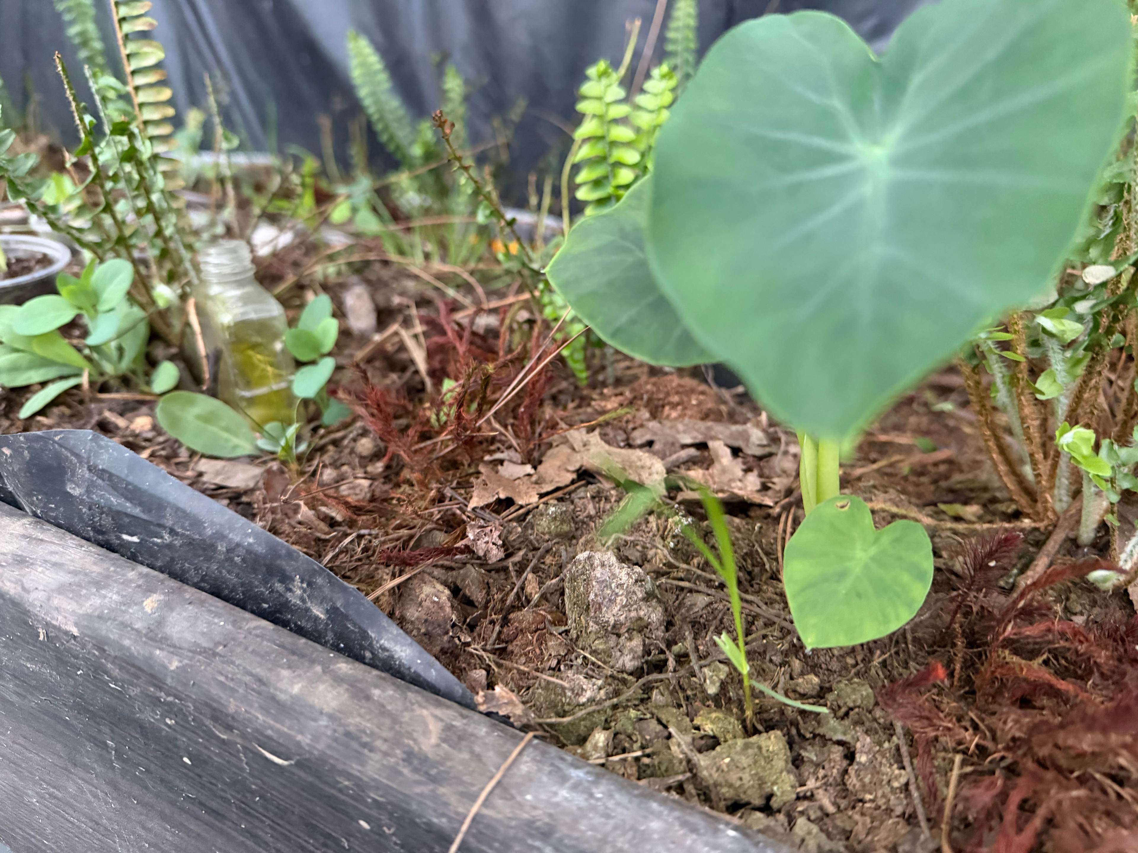 Ferngully Campground And Retreat