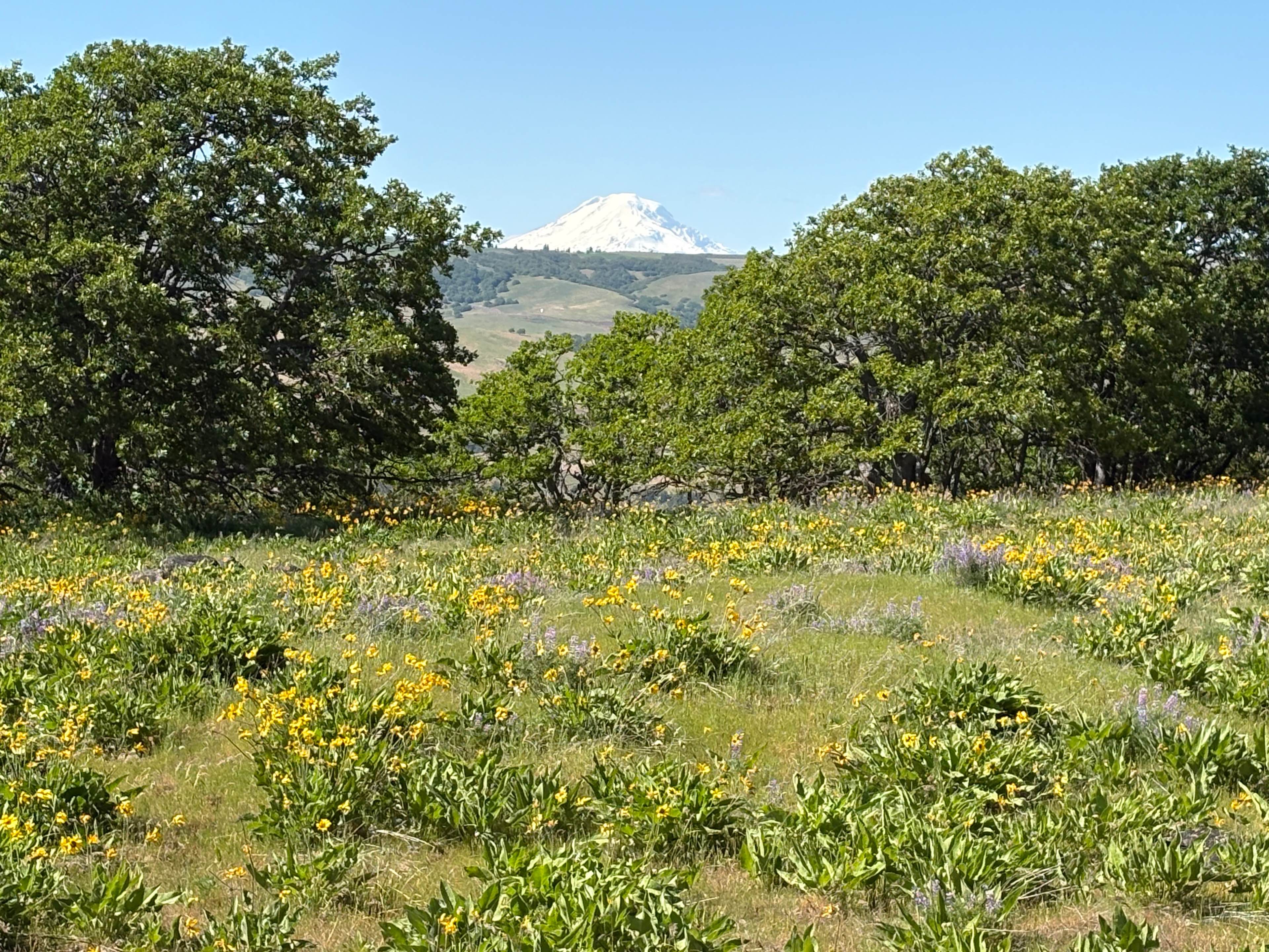 Breathtaking Views in The Dalles