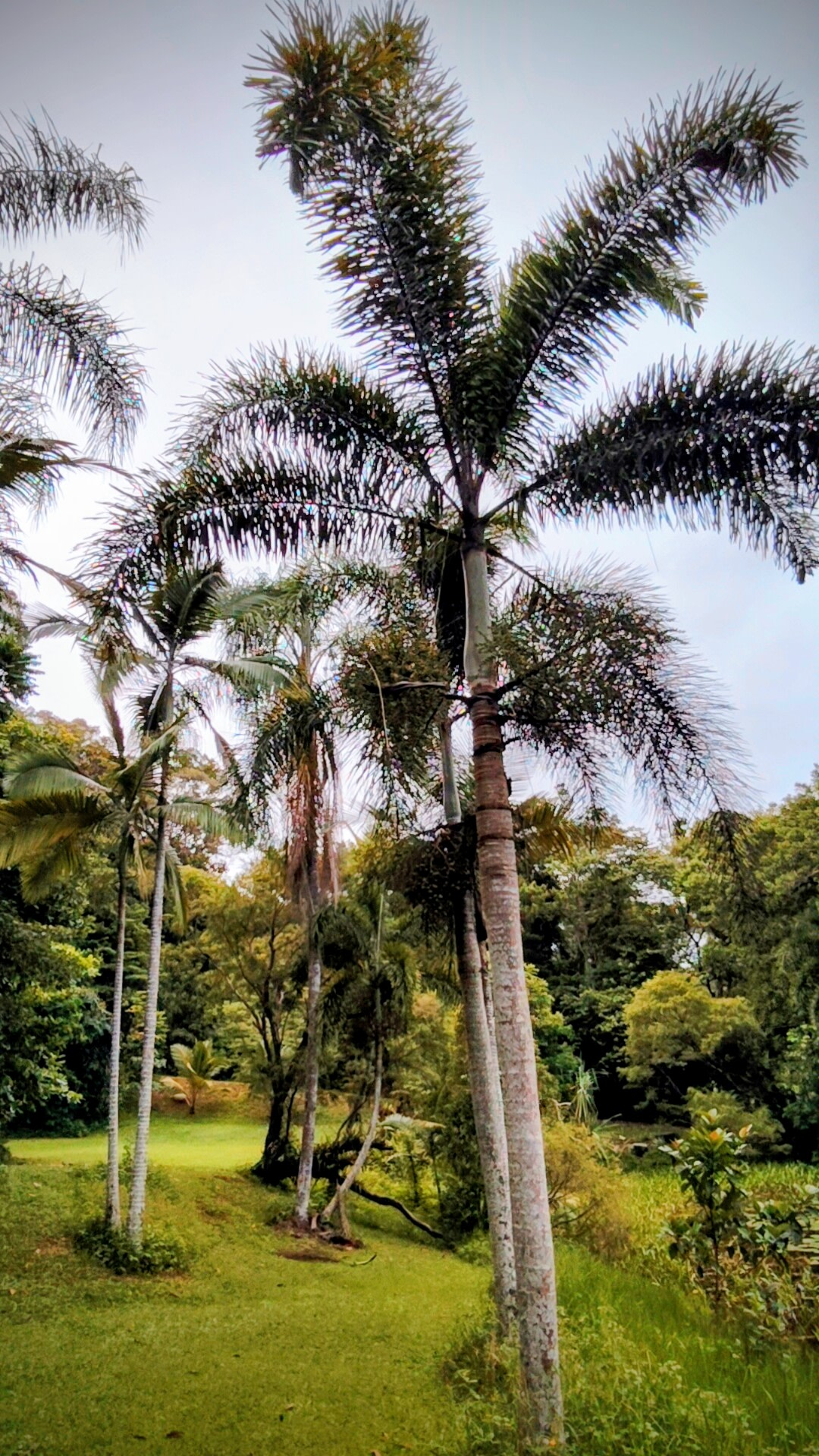 Palms by the Billabong