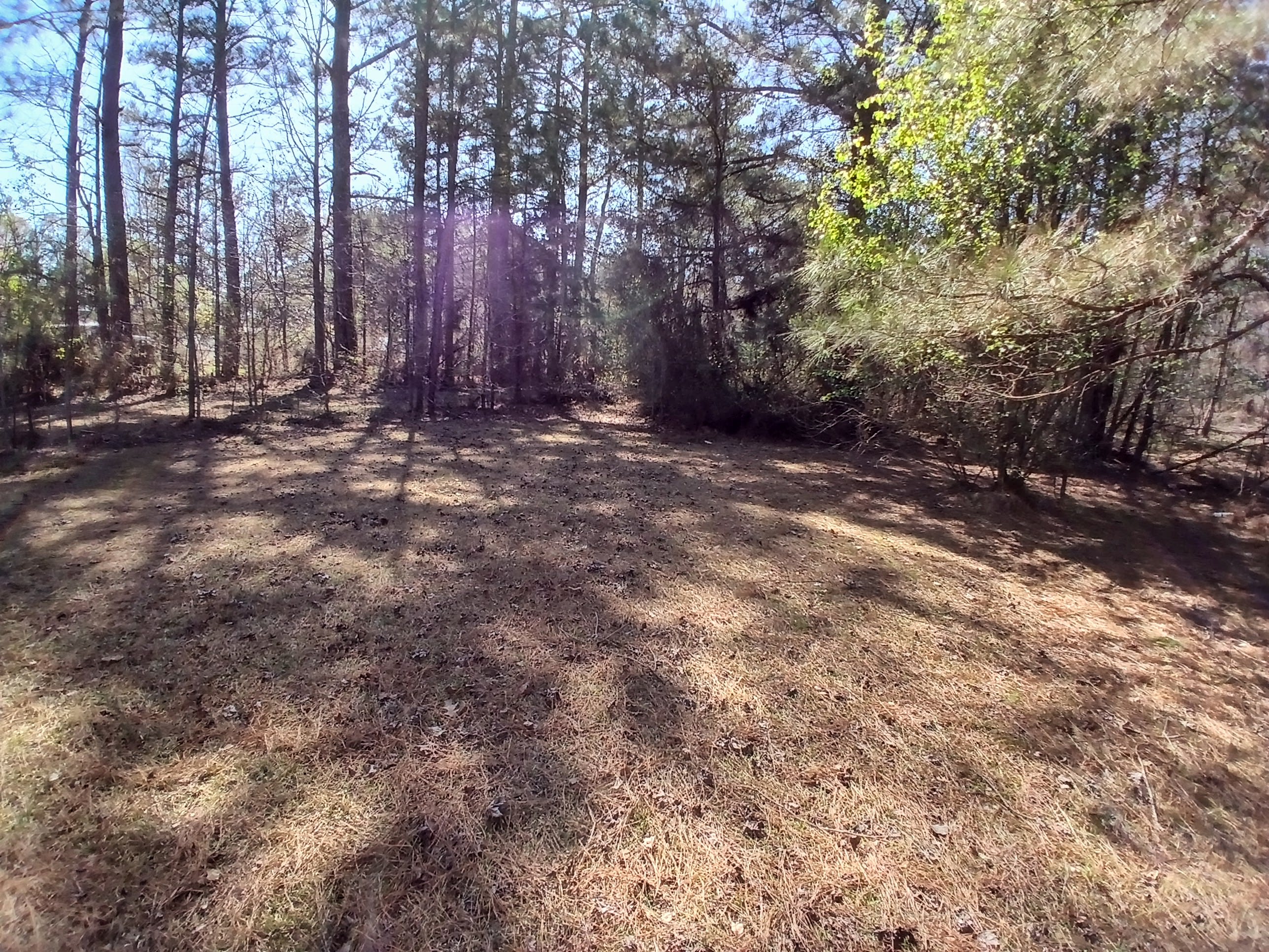 Open Fields at Starkville
