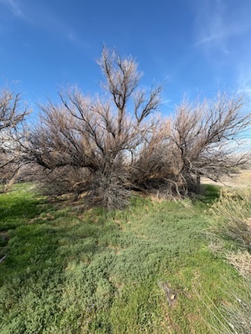 Desert Grove Basecamp