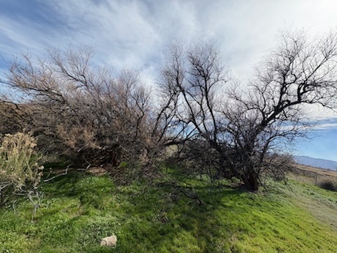 Desert Grove Basecamp