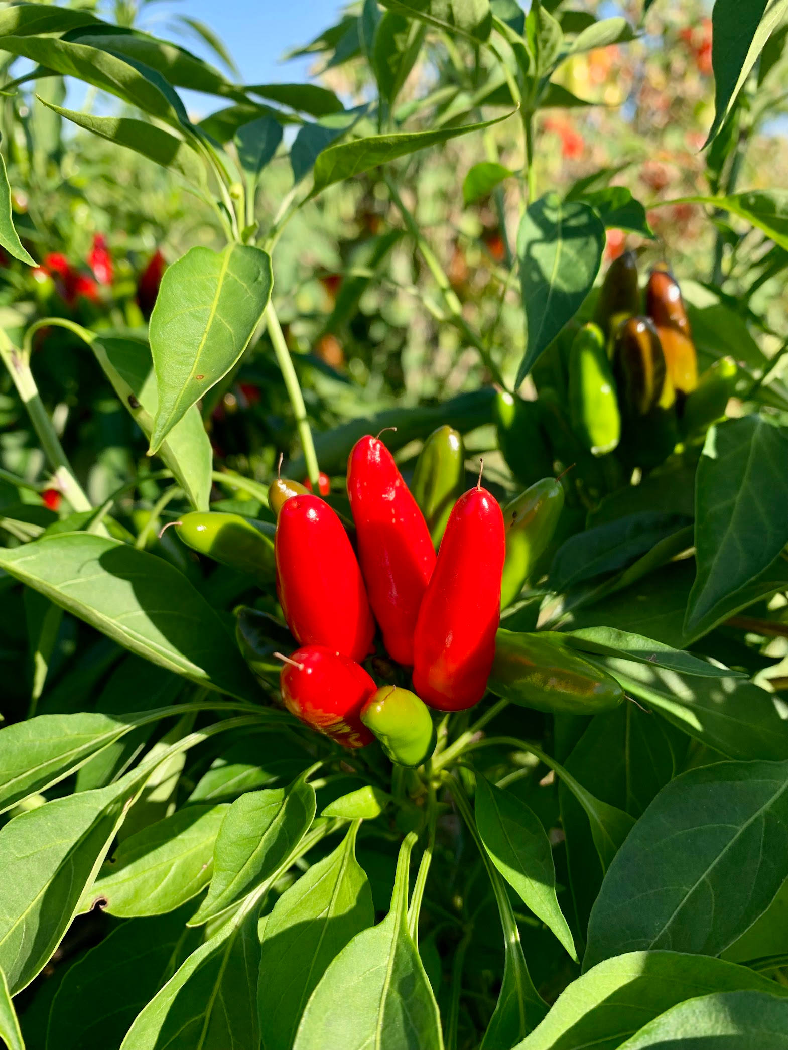Headwaters Farm & Education Centre
