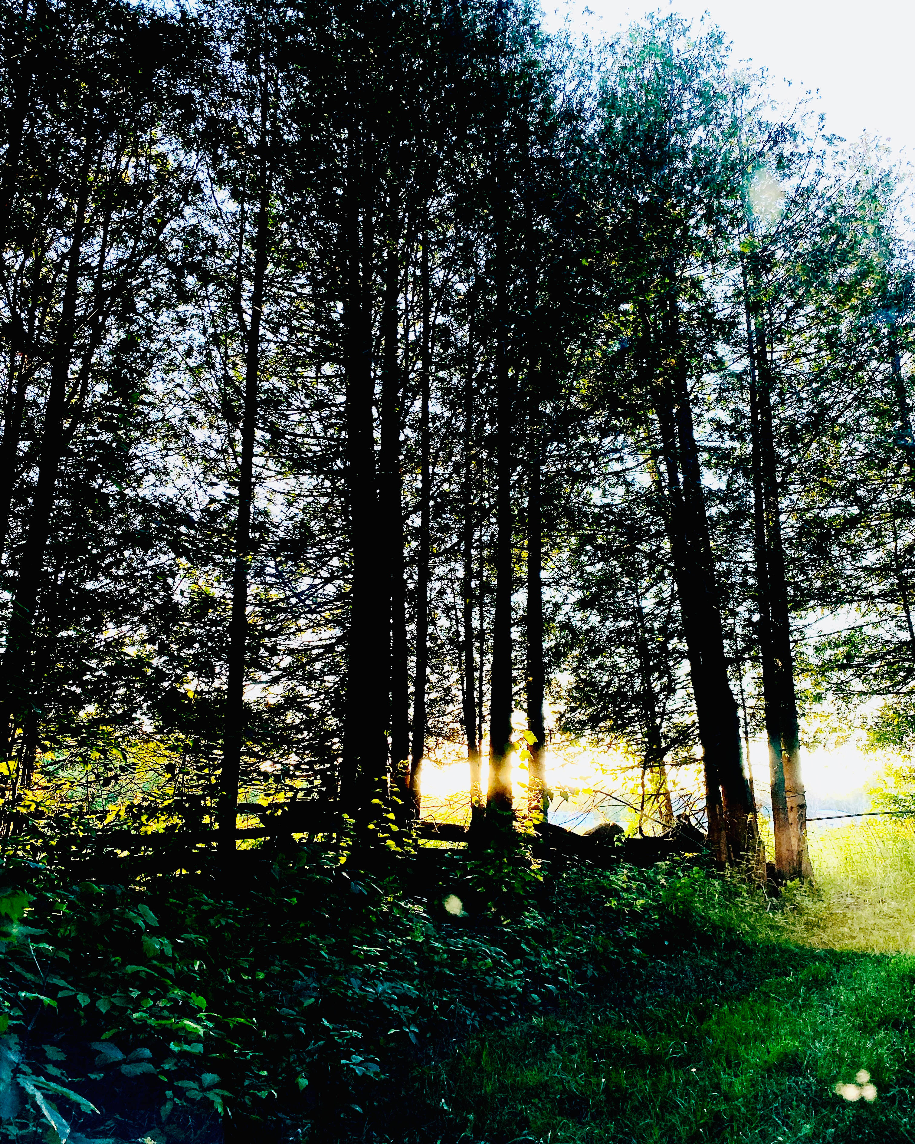 Wild Forest Getaway near Mink Lake