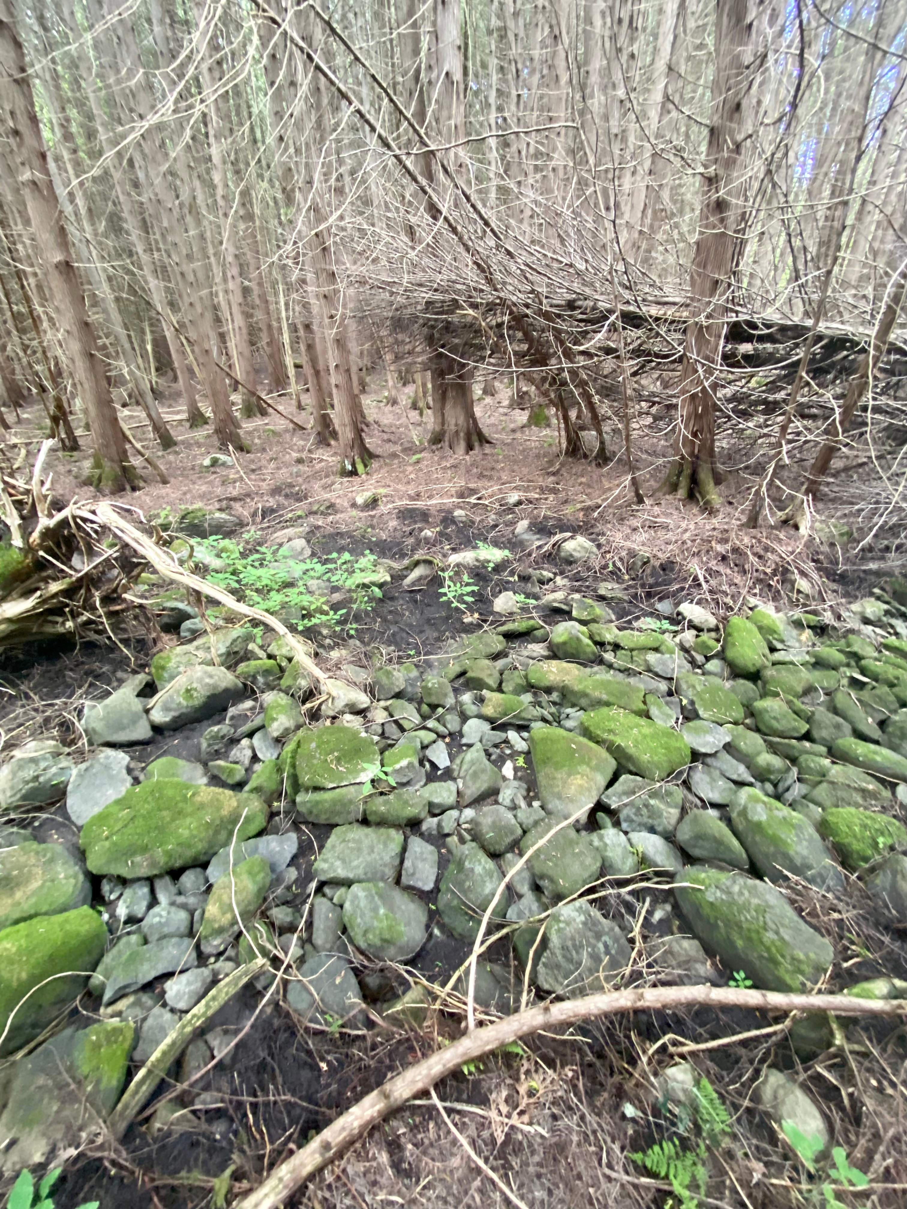 Wild Forest Getaway near Mink Lake
