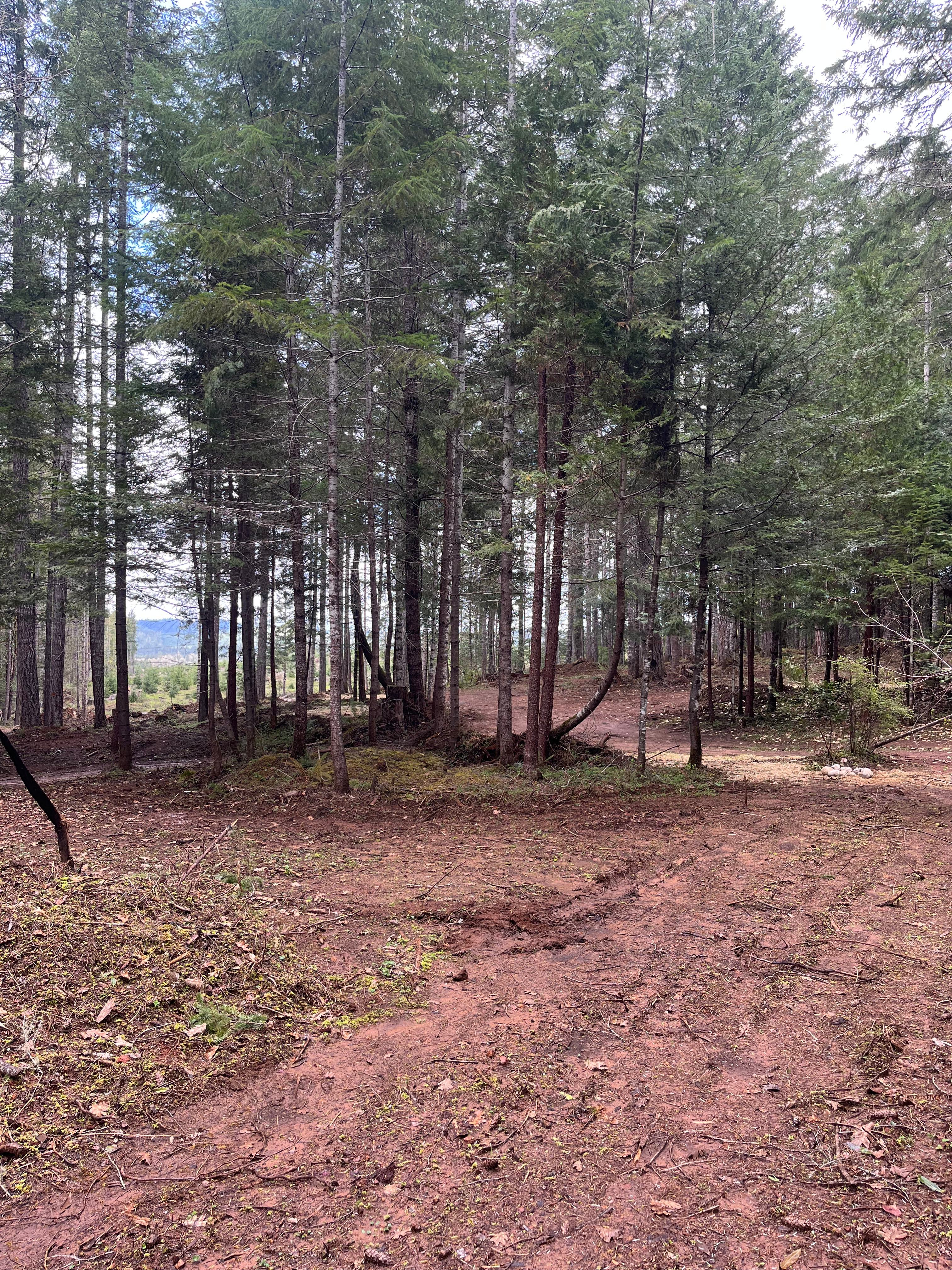 The Real Kind Of Forest Camping