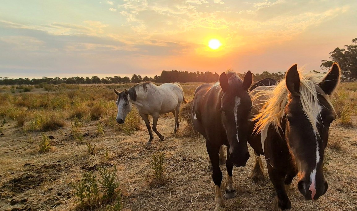 Little Creek farm stay